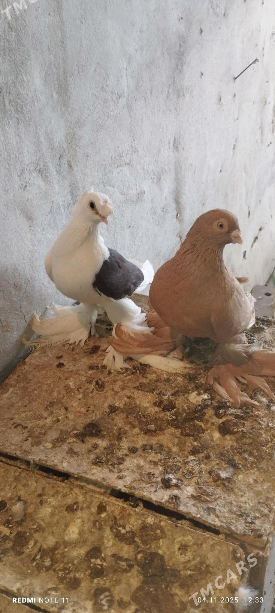 Kepderi - Murgap - img 3