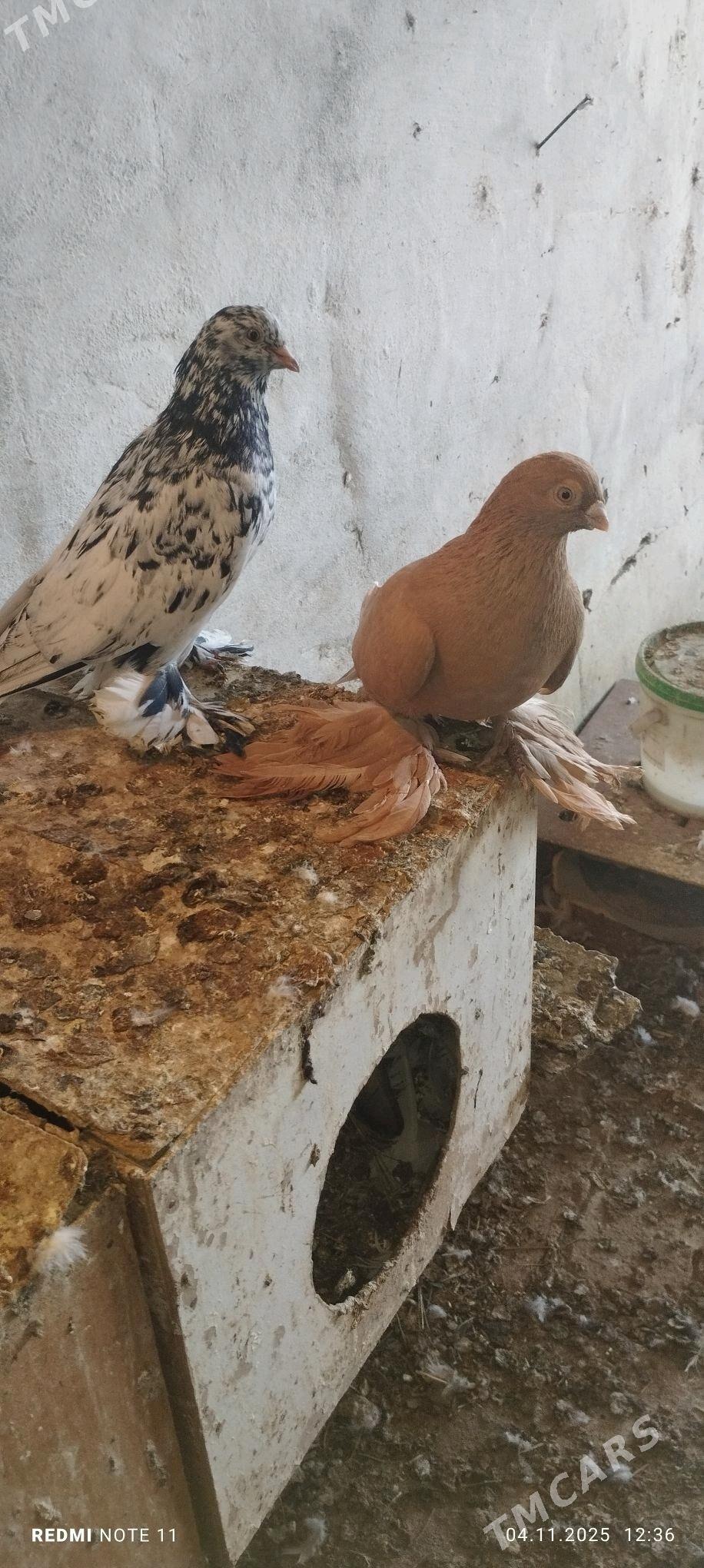 Kepderi - Murgap - img 7