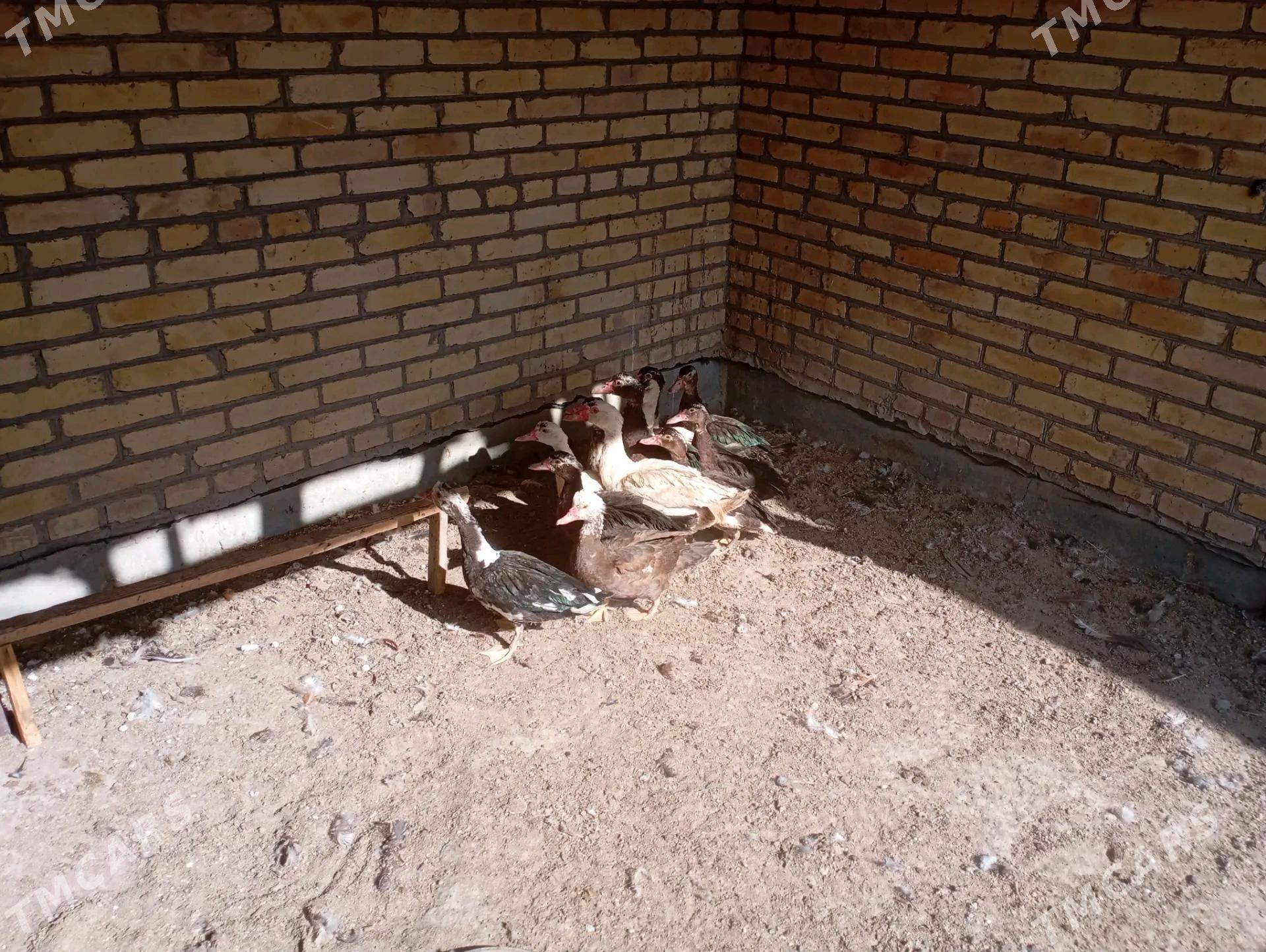 сессиз ордеклер ( мускус) - Фарап - img 3