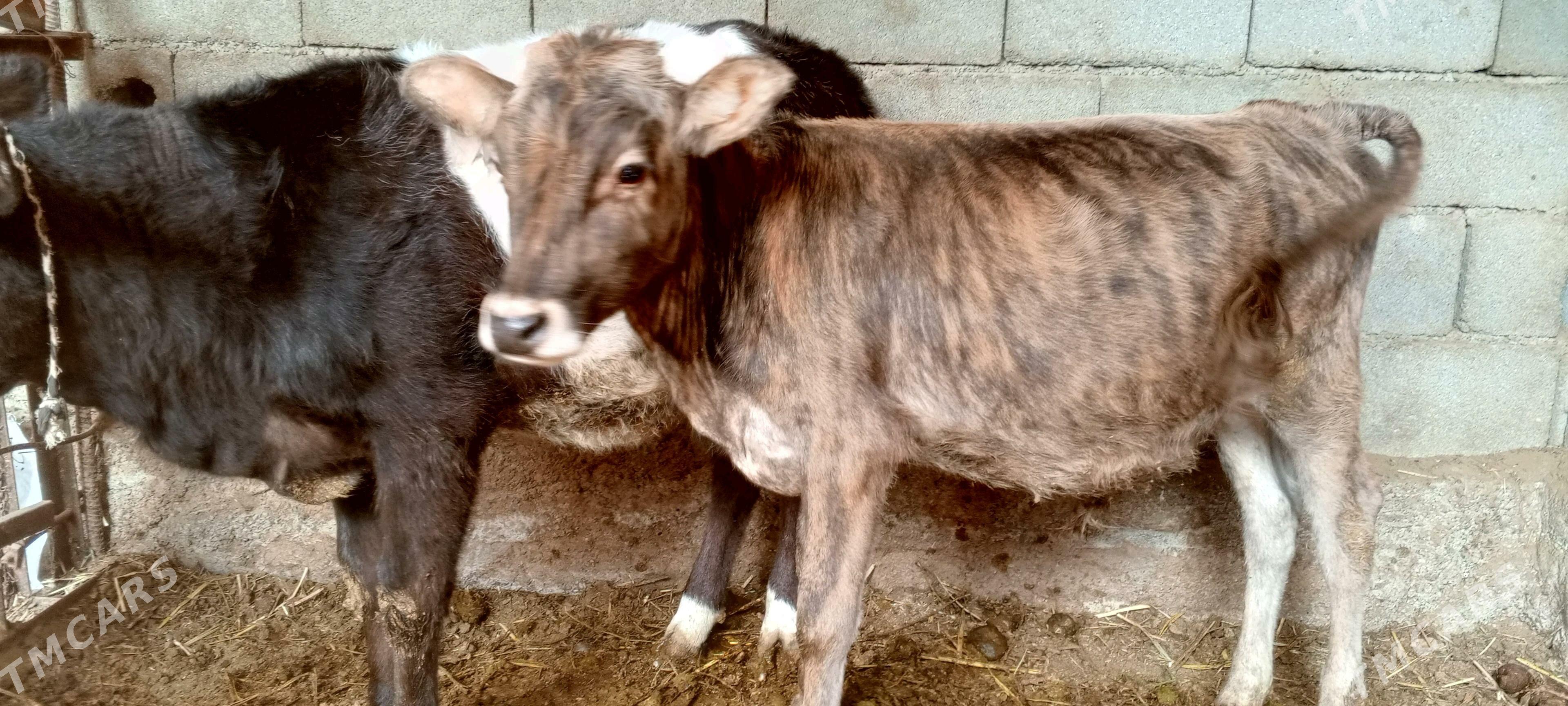 goleli bogaz sygyr - Ак-Бугдайский этрап - img 5