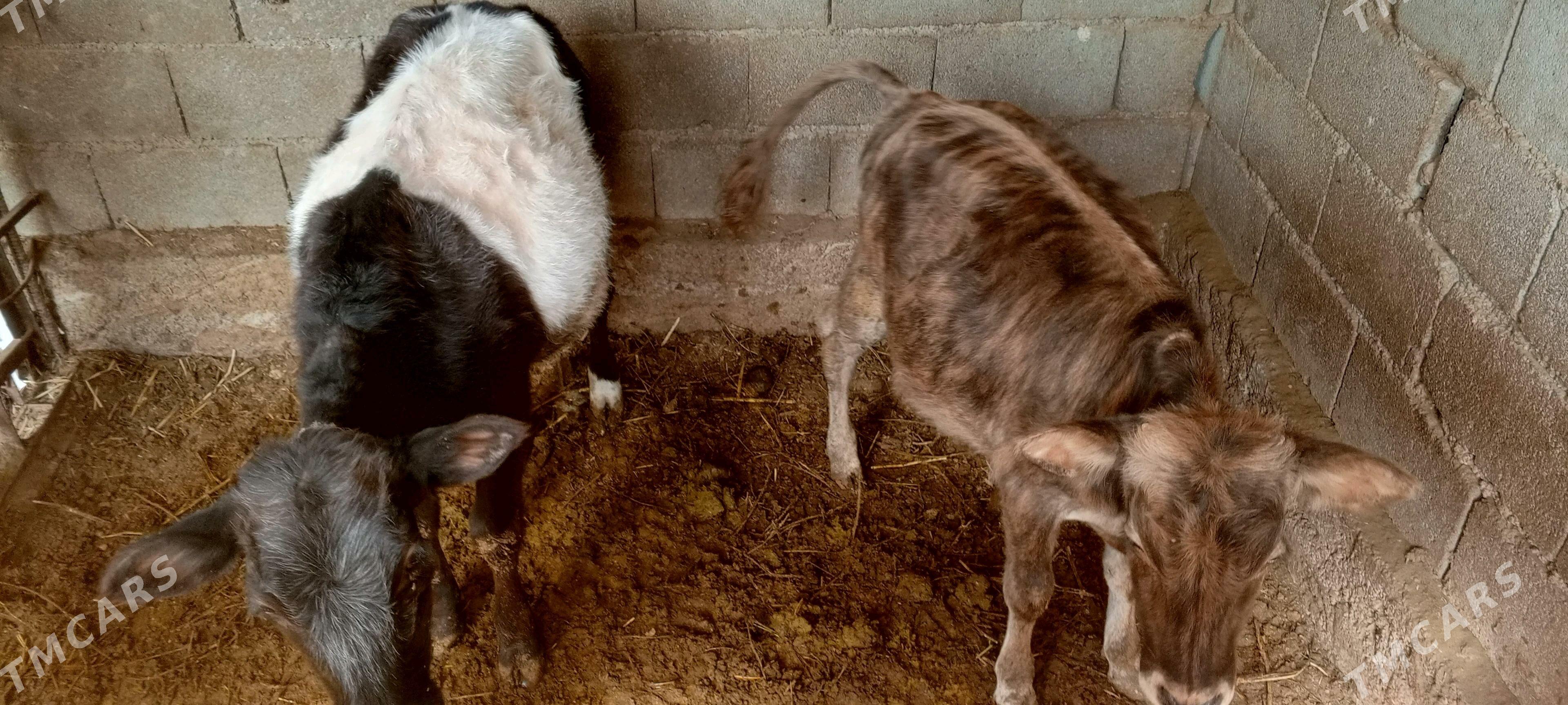 goleli bogaz sygyr - Ак-Бугдайский этрап - img 4