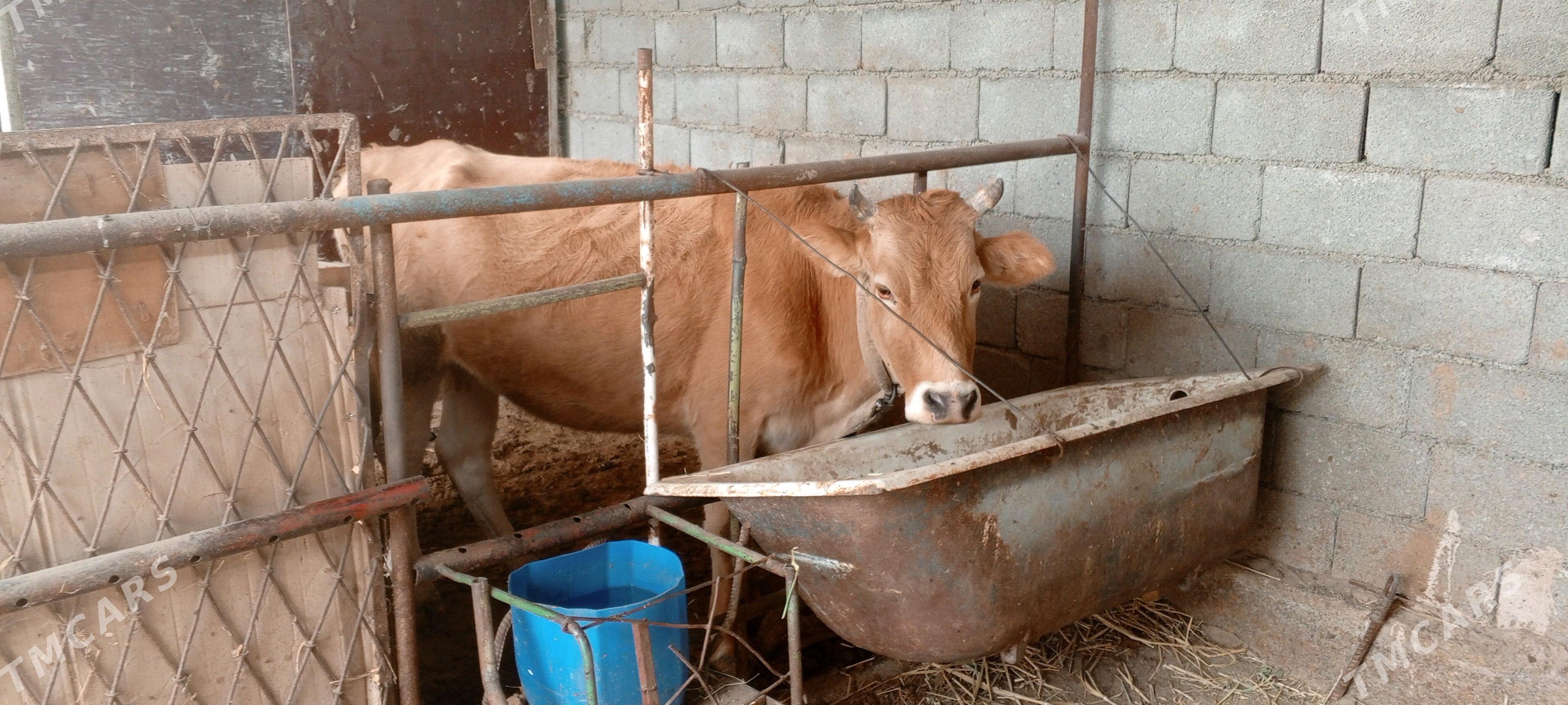 goleli bogaz sygyr - Ак-Бугдайский этрап - img 1