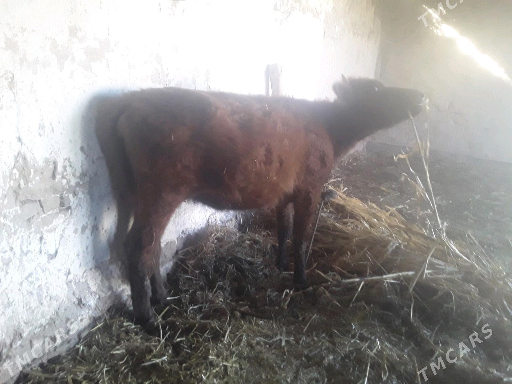 GACAR - Губадаг - img 1