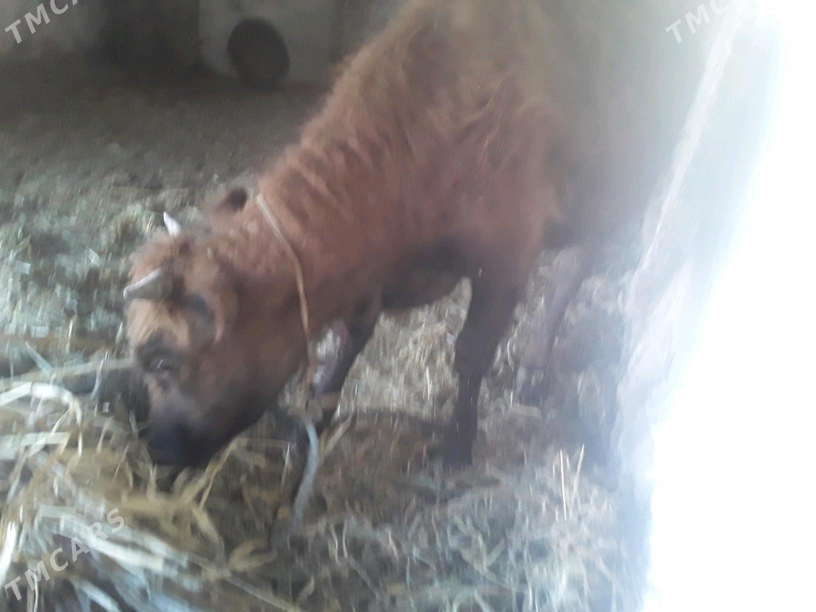 GACAR - Губадаг - img 3