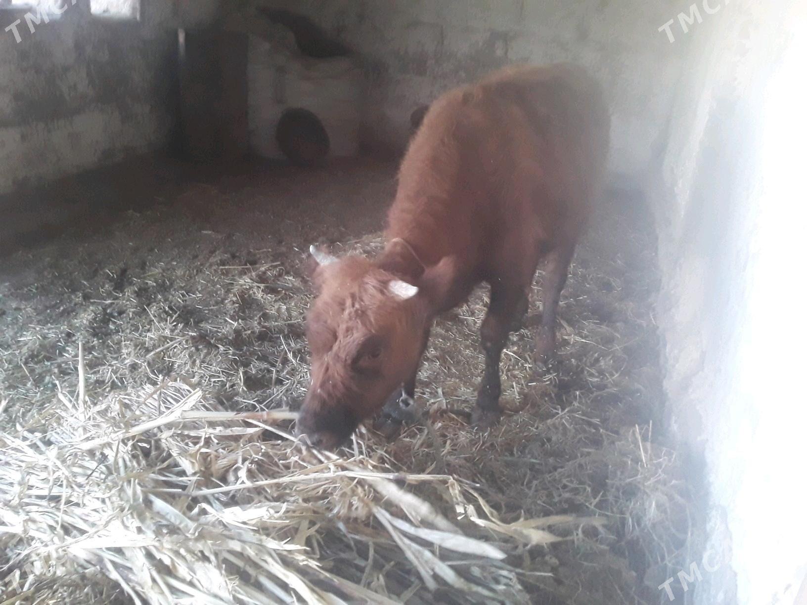 GACAR - Губадаг - img 6