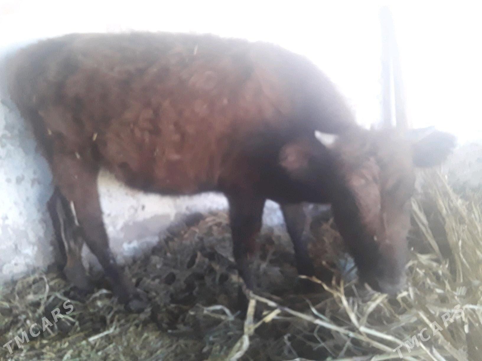 GACAR - Губадаг - img 4