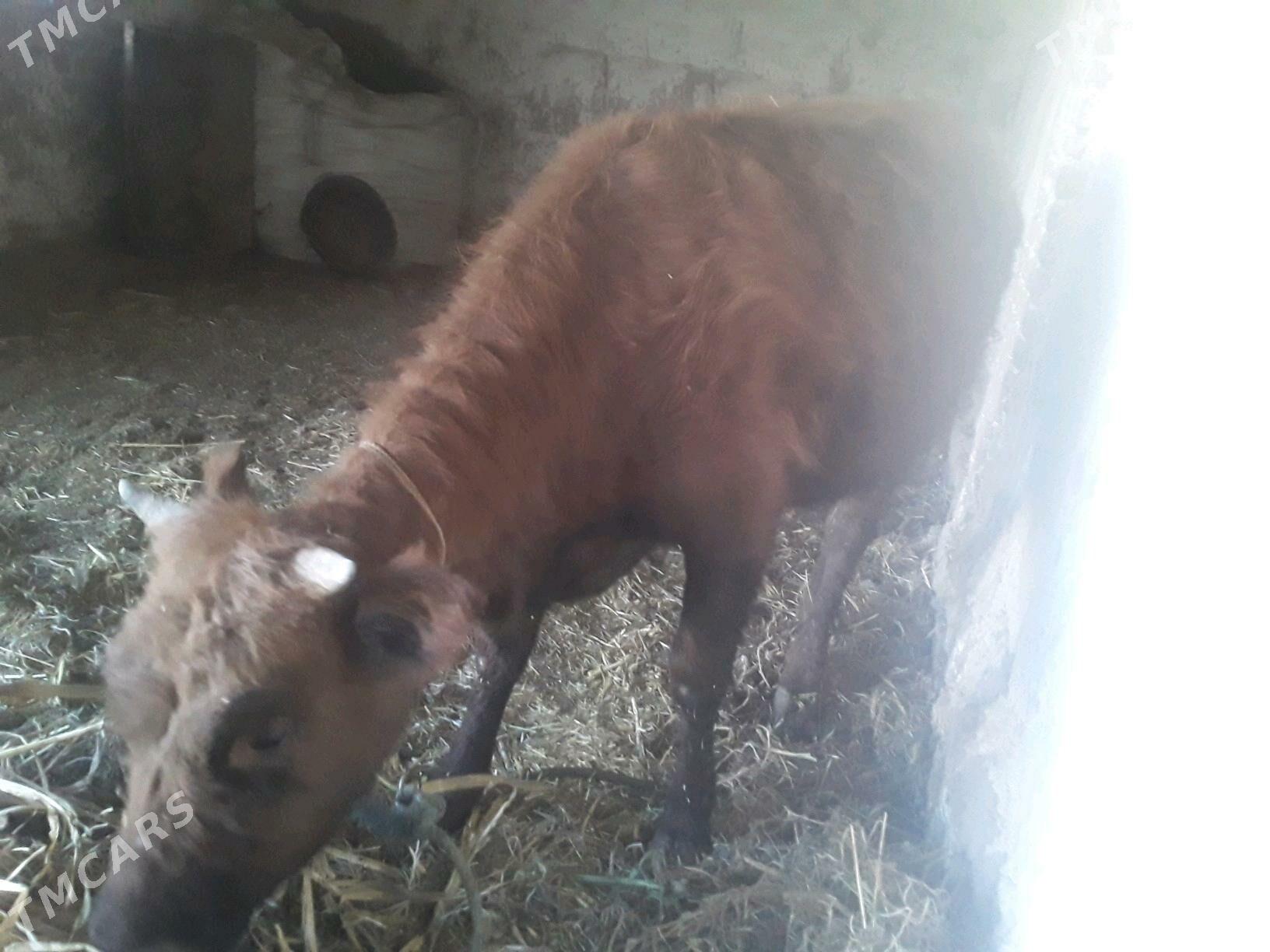 GACAR - Губадаг - img 2