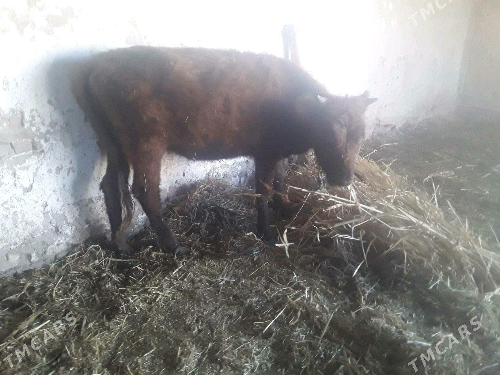 GACAR - Губадаг - img 5