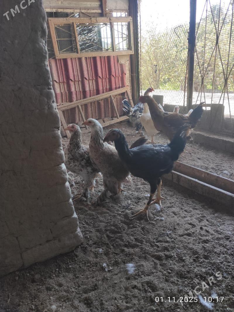 juje balakly - Сакарчага - img 3