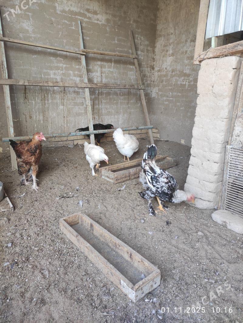 juje balakly - Сакарчага - img 1