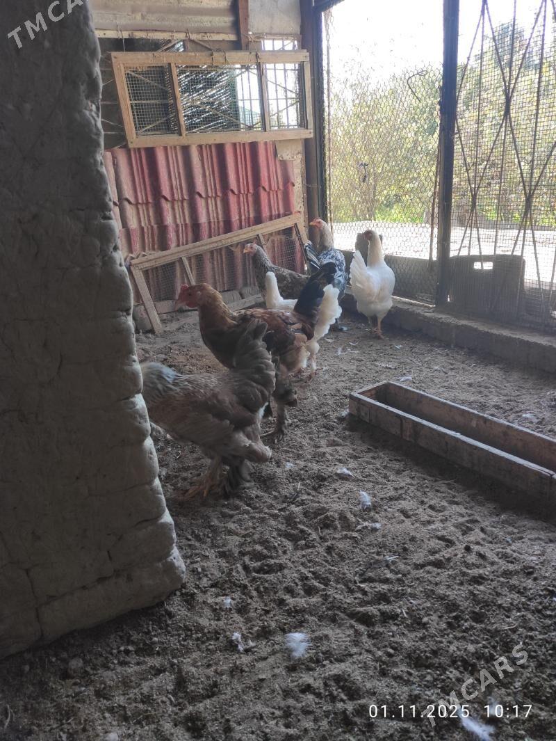 juje balakly - Сакарчага - img 2