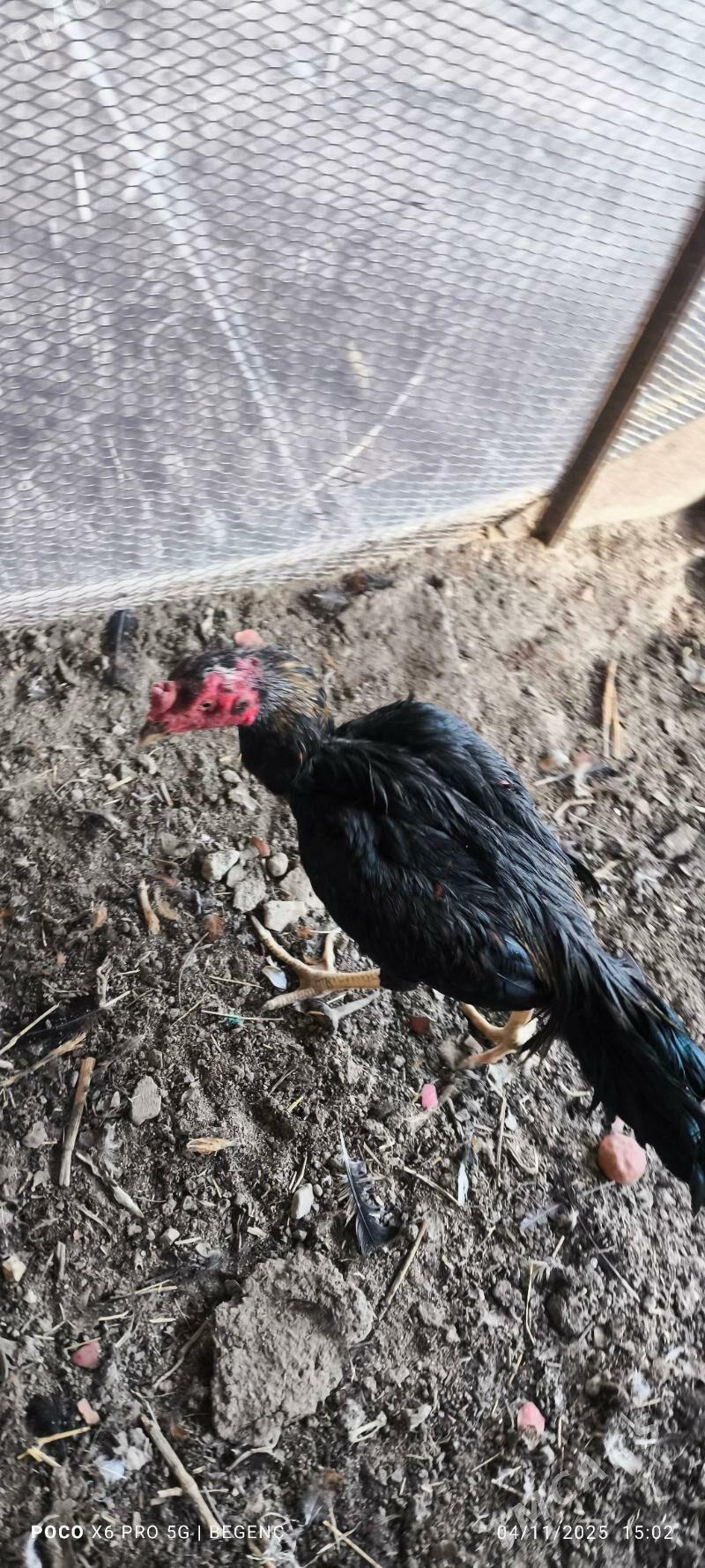 Baýes Horaz - Чарджоу - img 1