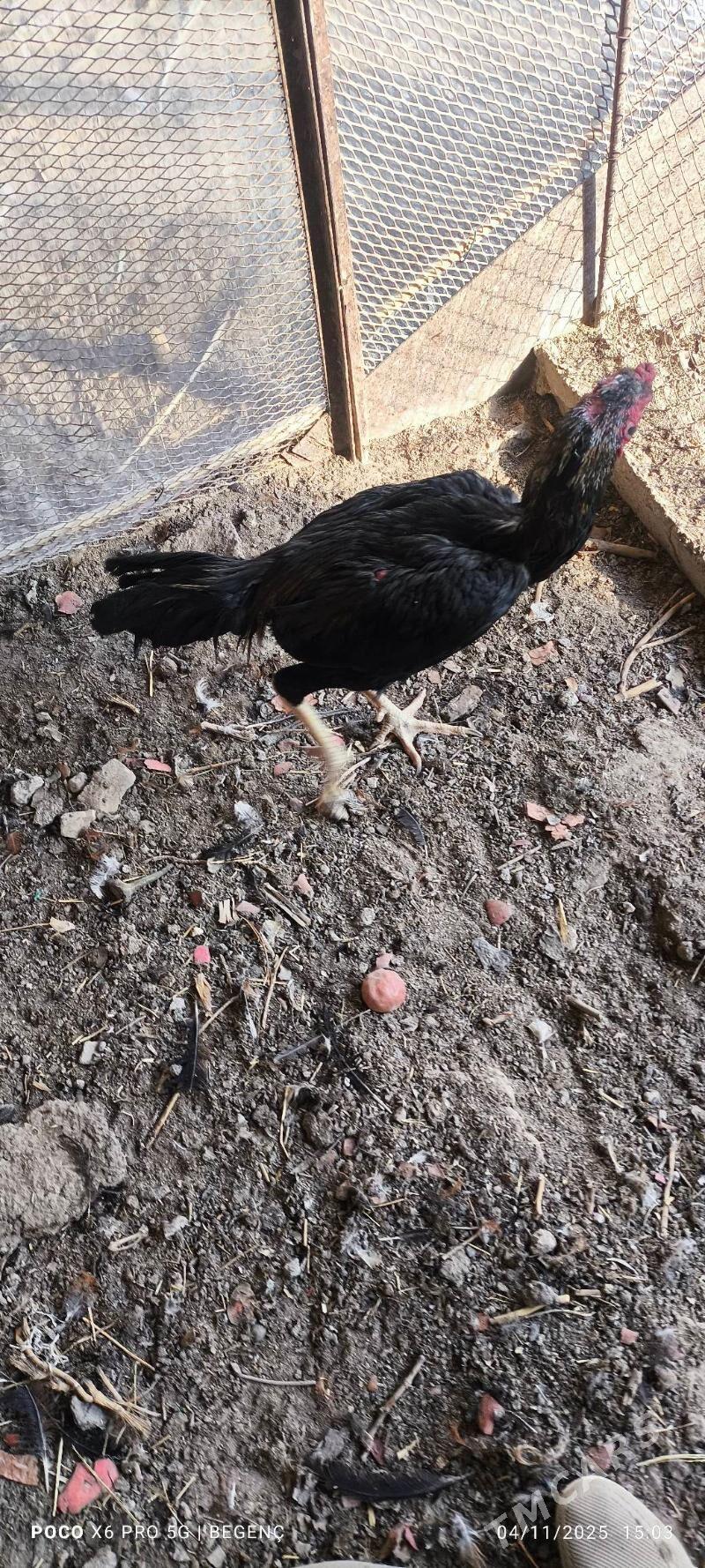 Baýes Horaz - Çärjew - img 2