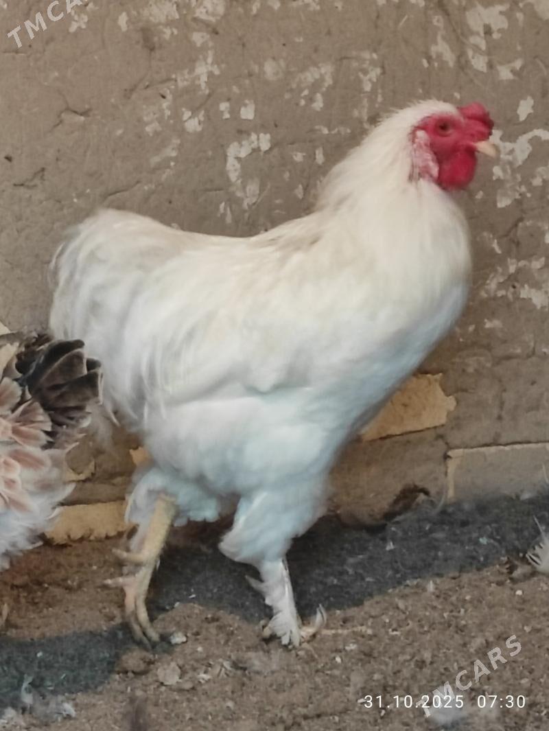 horaz balakly - Сакарчага - img 1