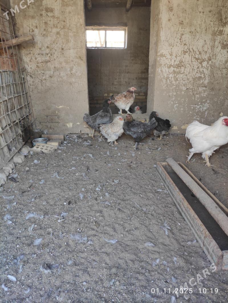 horaz balakly - Сакарчага - img 2