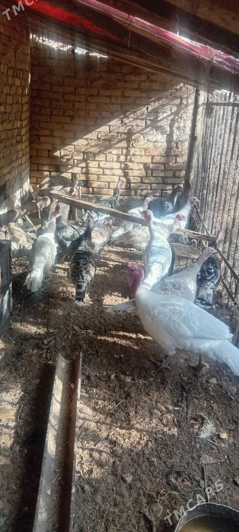 induklar - Чарджоу - img 3