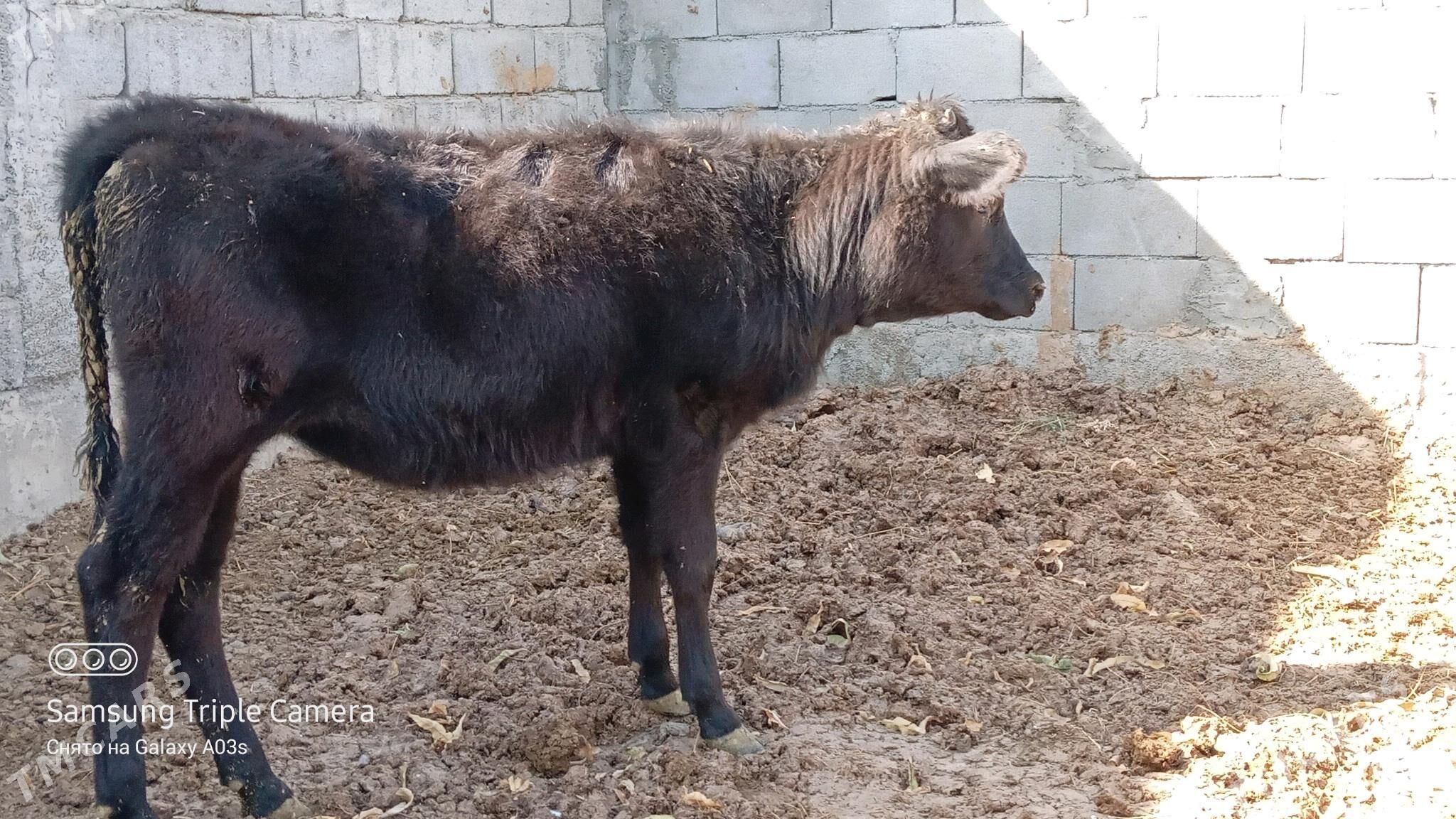 TUWE - Гёкдепе - img 3