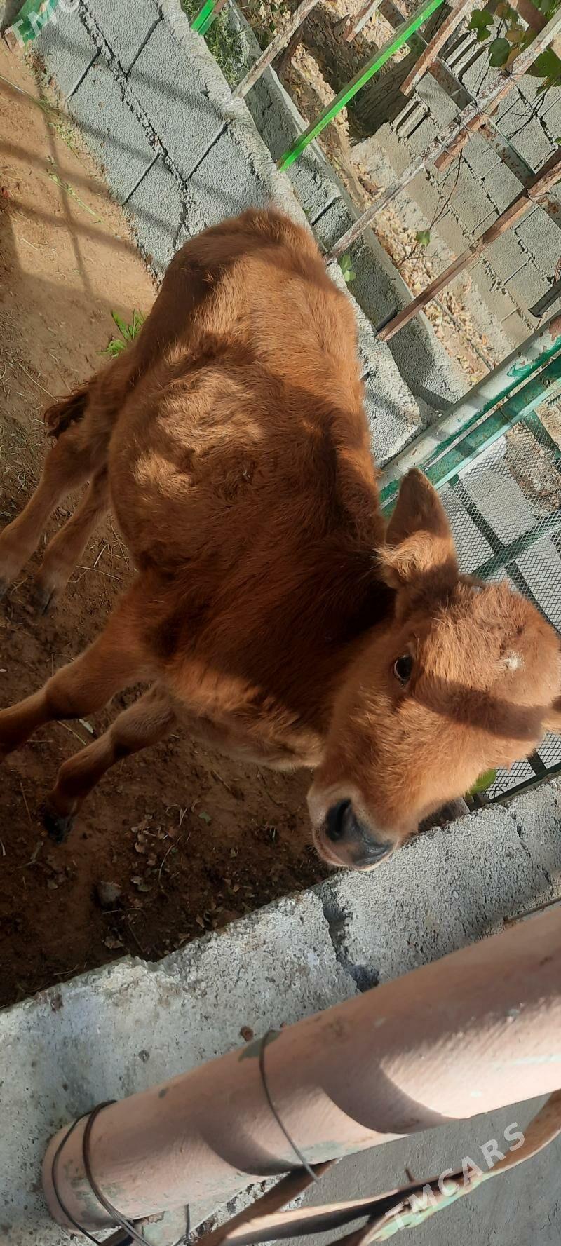 okuz gole - Ашхабад - img 2