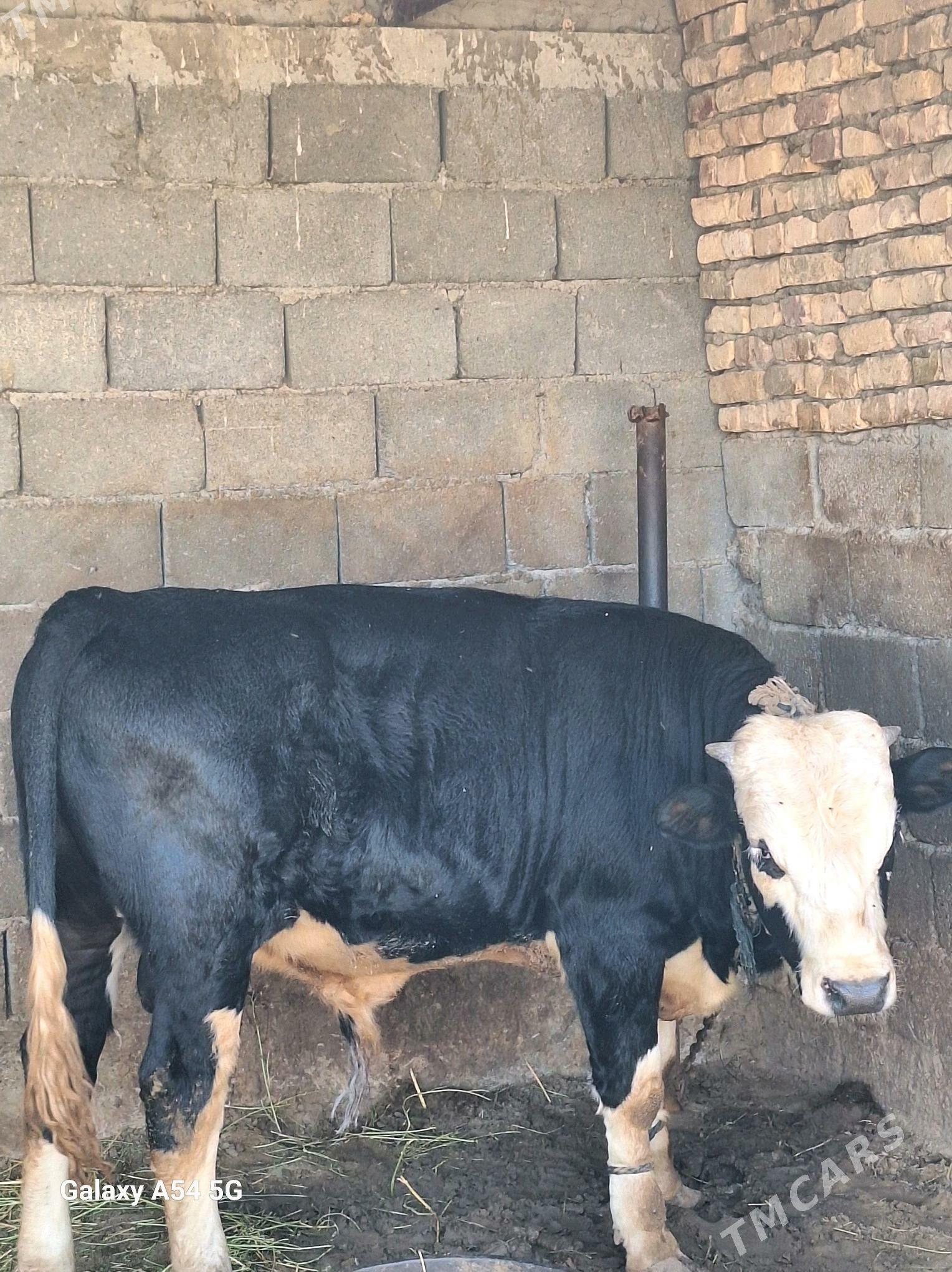 okuz - Гёкдепе - img 6