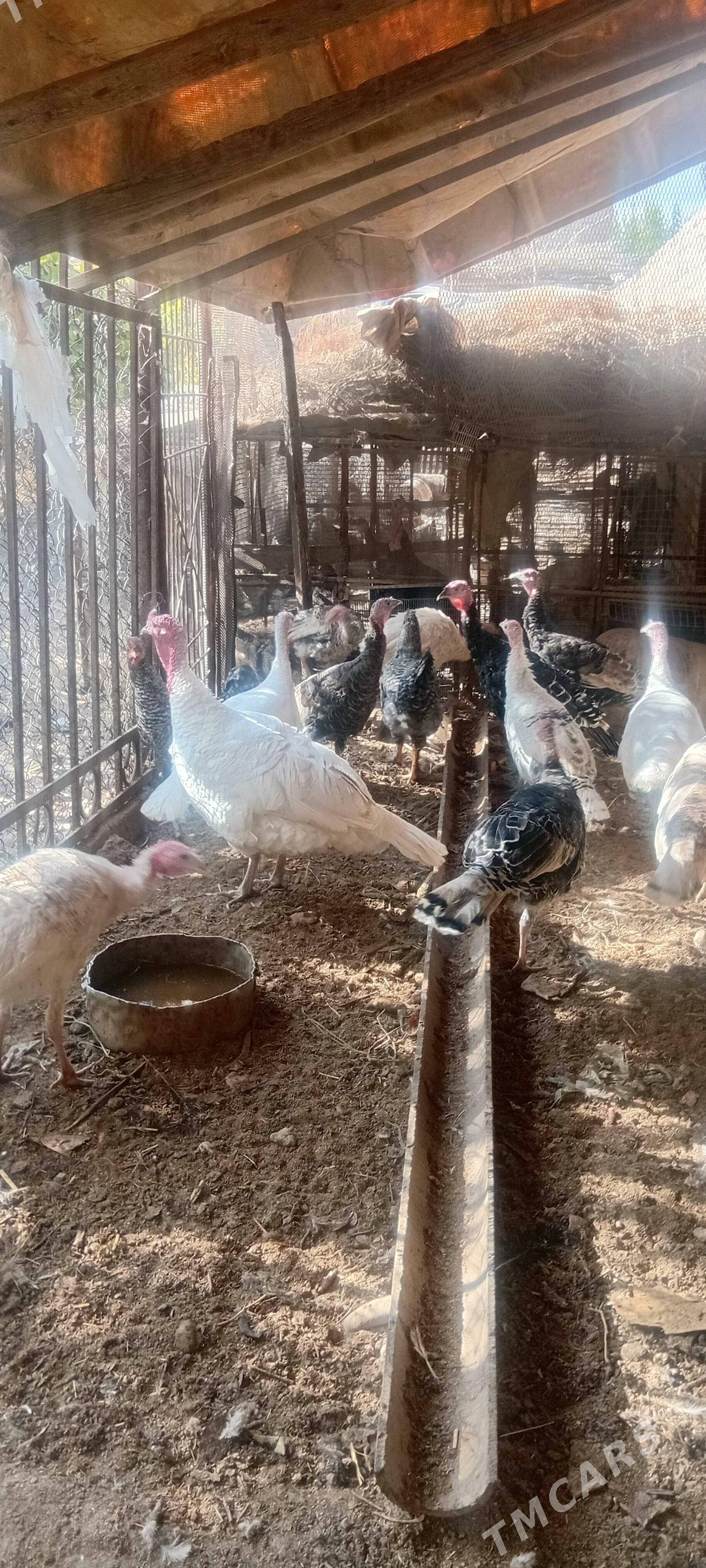 induklar - Чарджоу - img 2