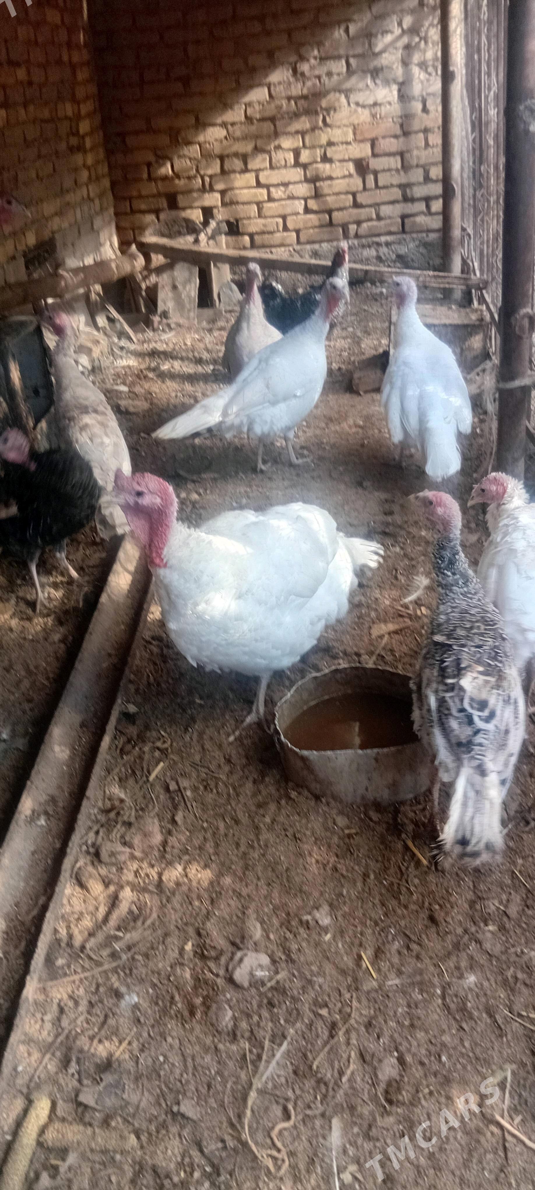 induklar - Чарджоу - img 1