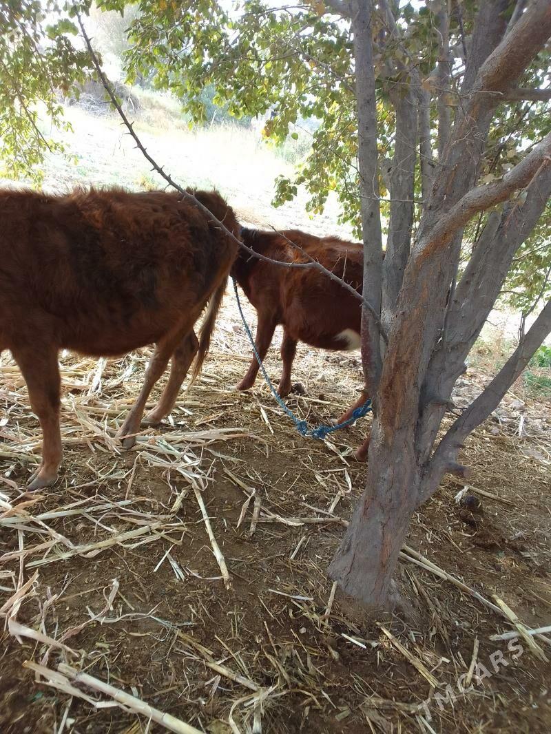 gulyjyn - Керки - img 6