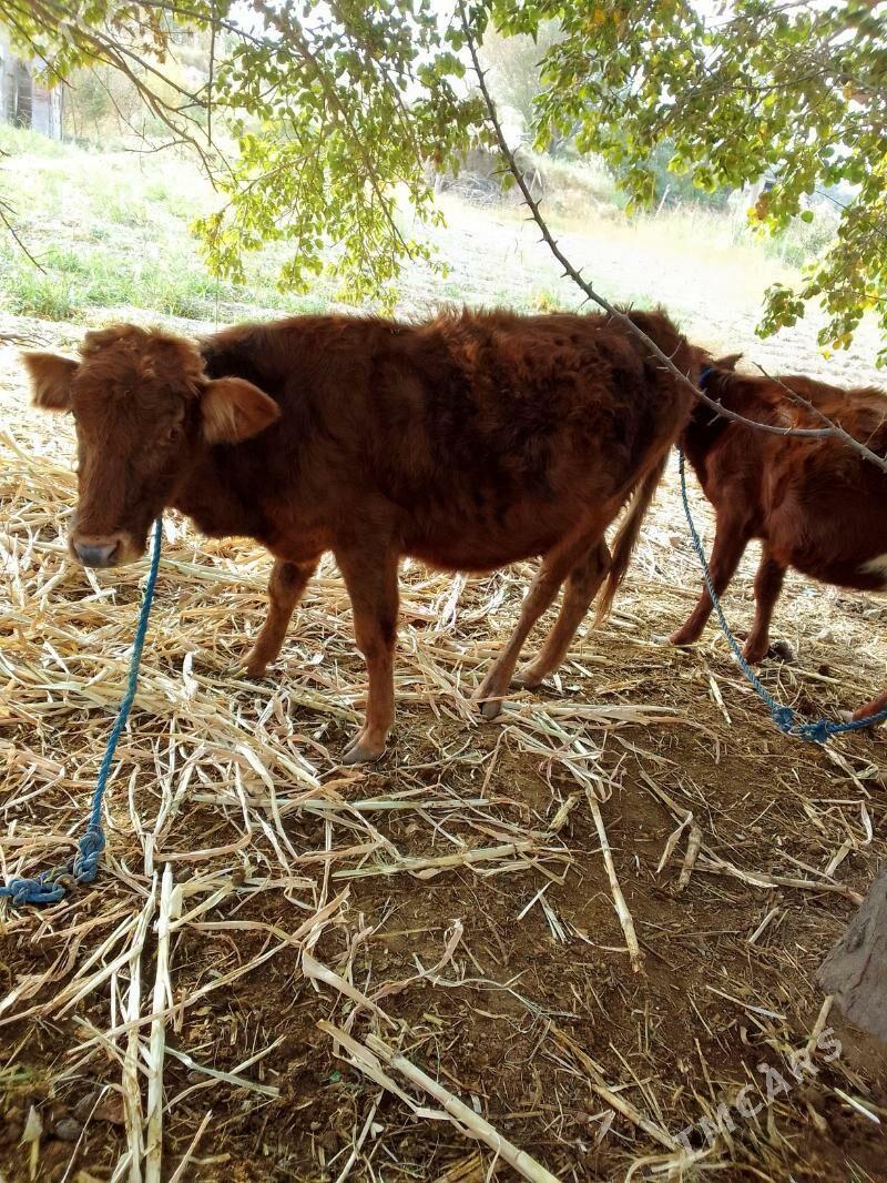 gulyjyn - Керки - img 1