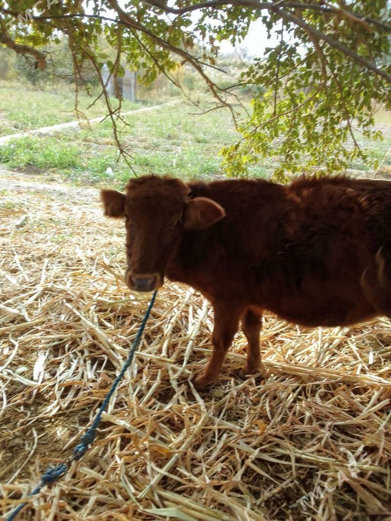 gulyjyn - Керки - img 2