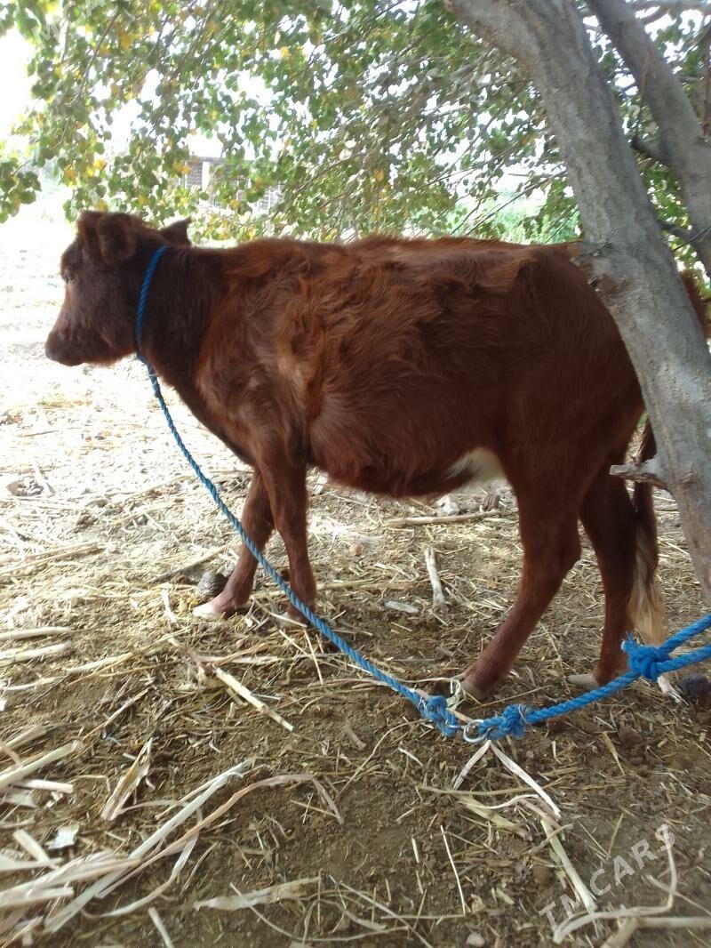 gulyjyn - Керки - img 7