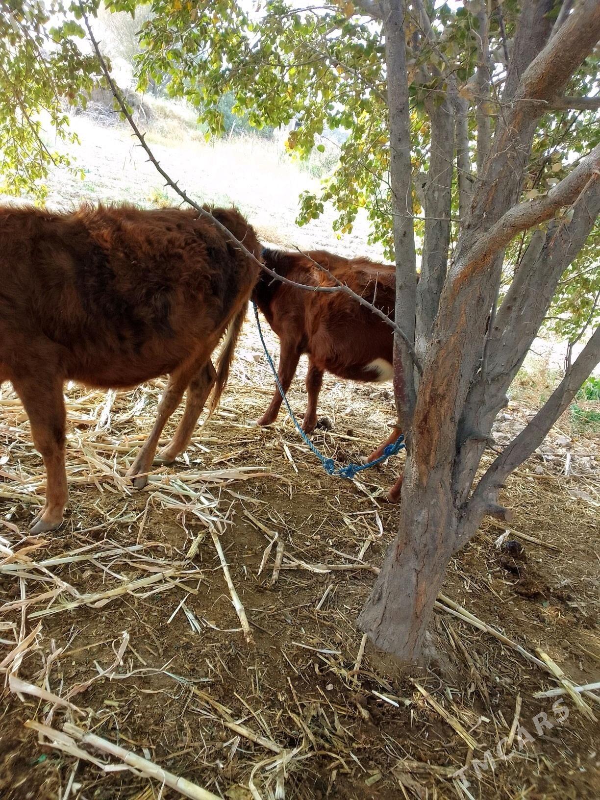 gulyjyn - Керки - img 3