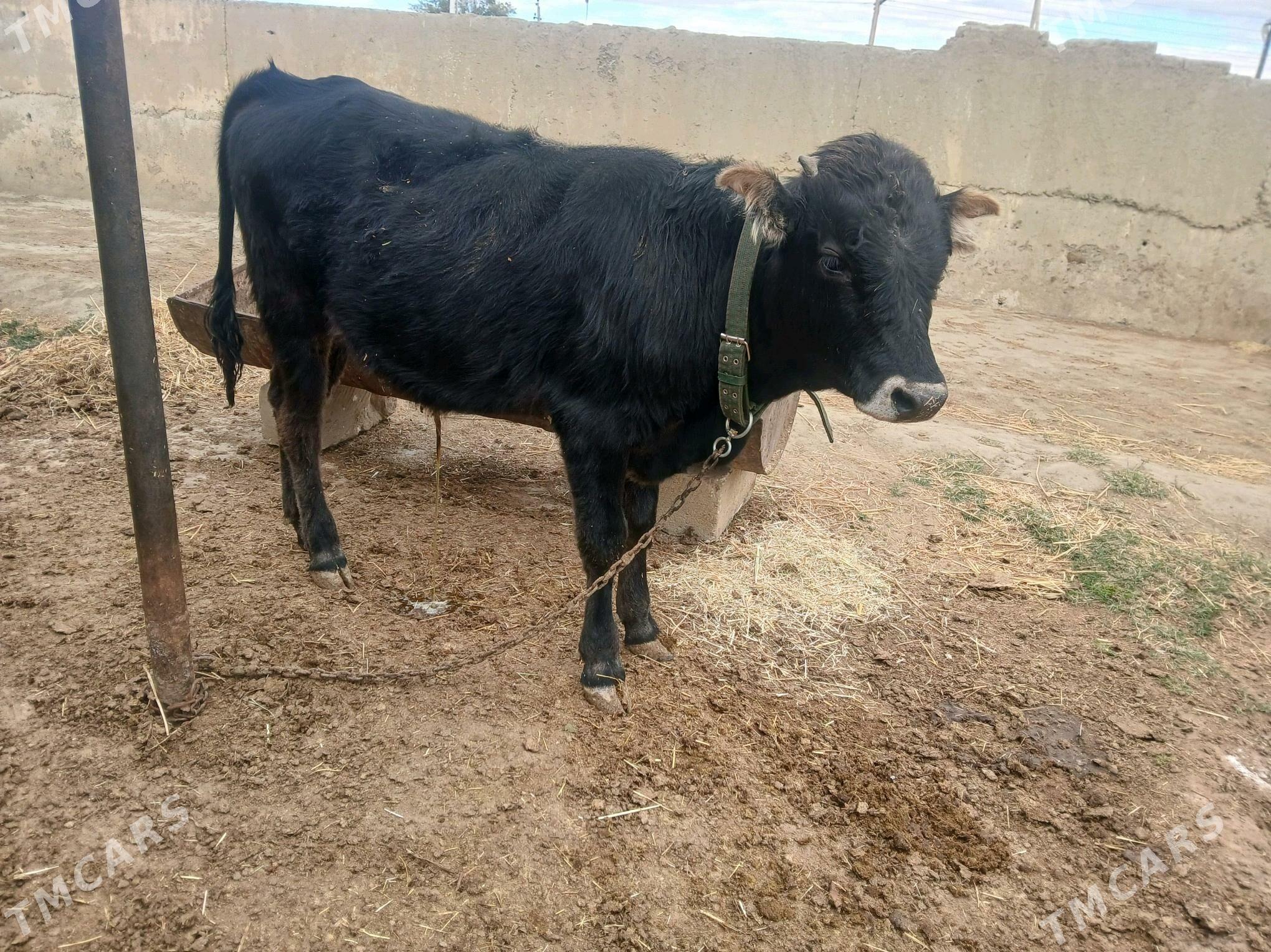 tohum öküzler - Бахарден - img 1