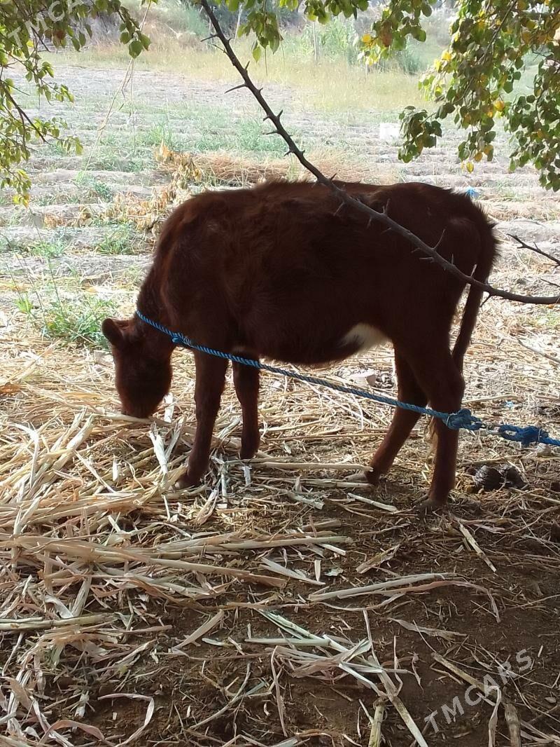 gulyjyn - Керки - img 5