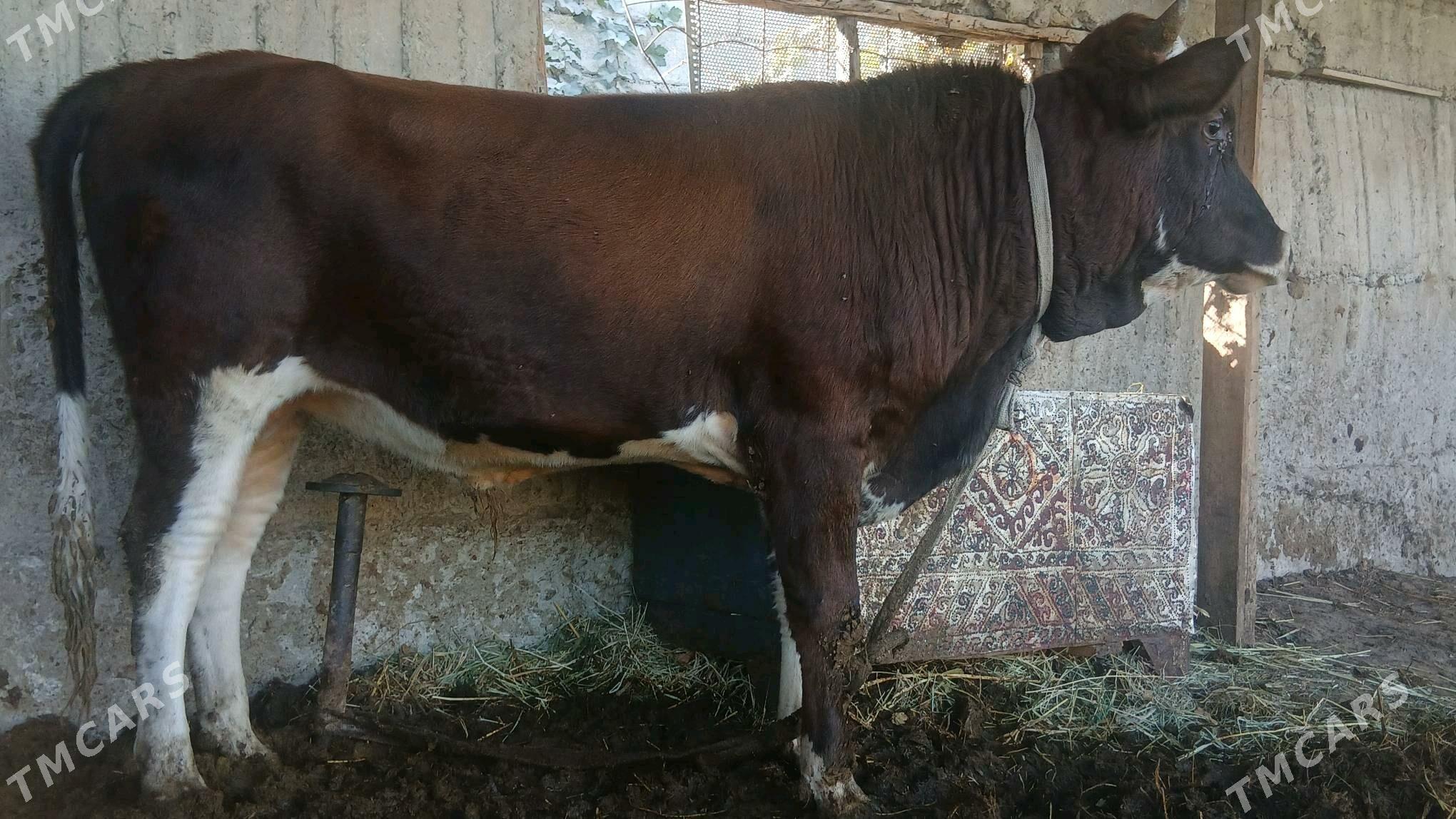 ÖKÜZ - Gökdepe - img 2