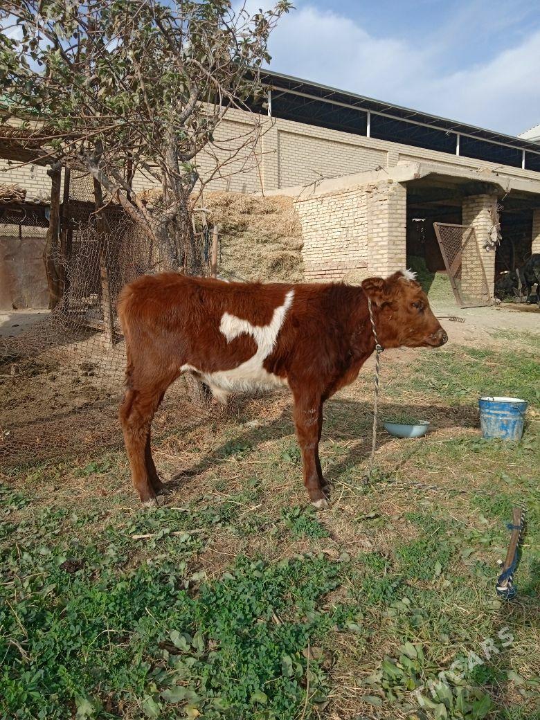 Uly göleli Sygyr - Baýramaly - img 2