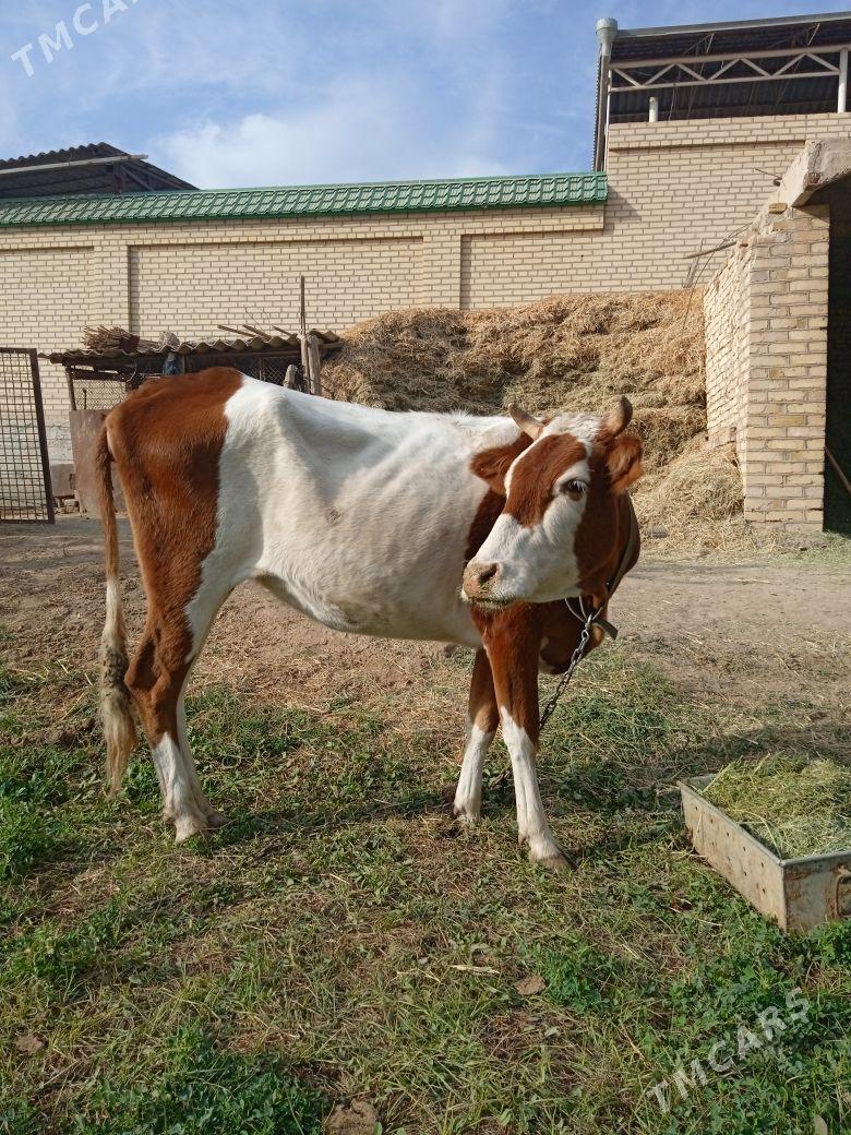 Uly göleli Sygyr - Baýramaly - img 3