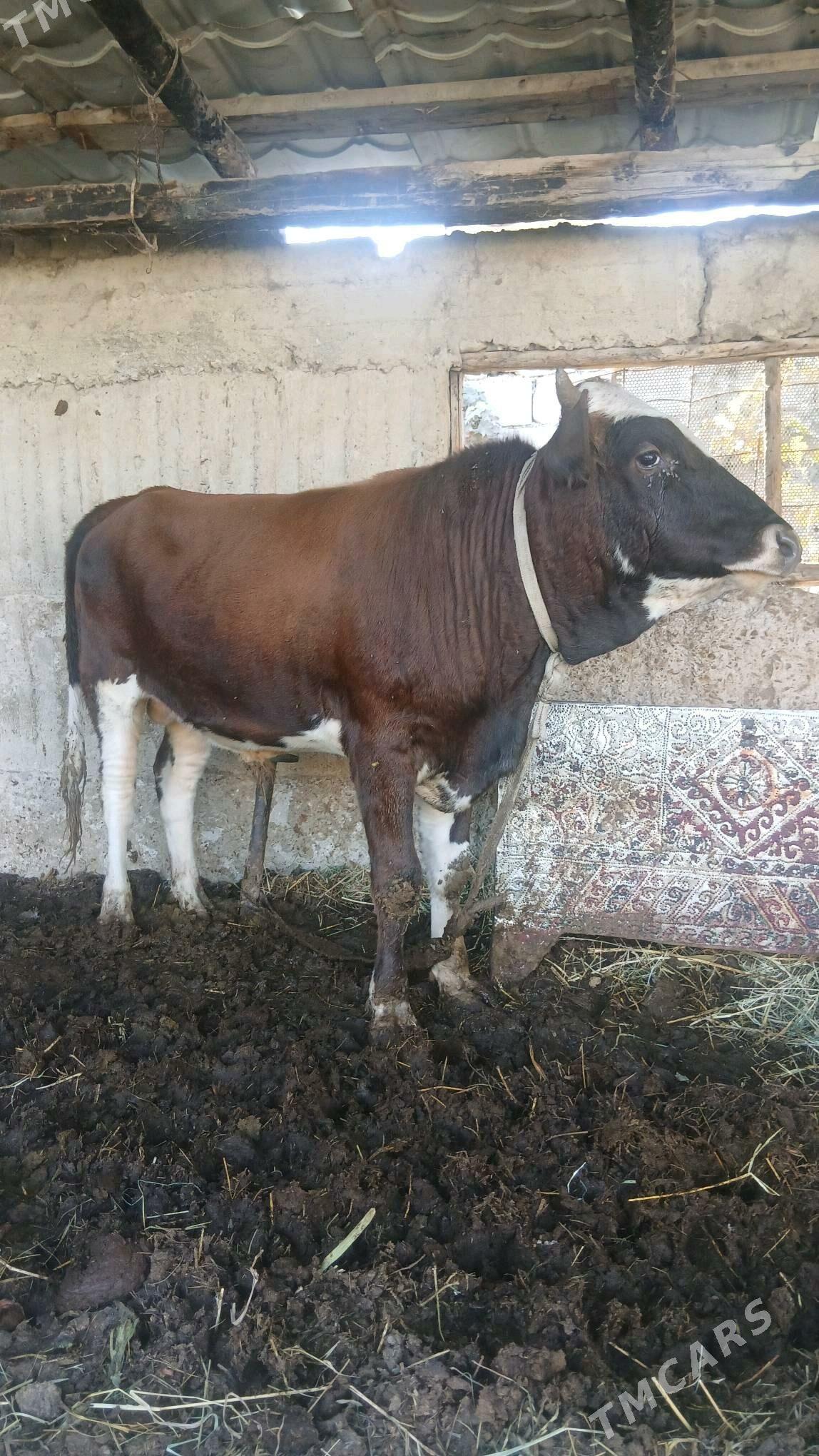 ÖKÜZ - Gökdepe - img 1