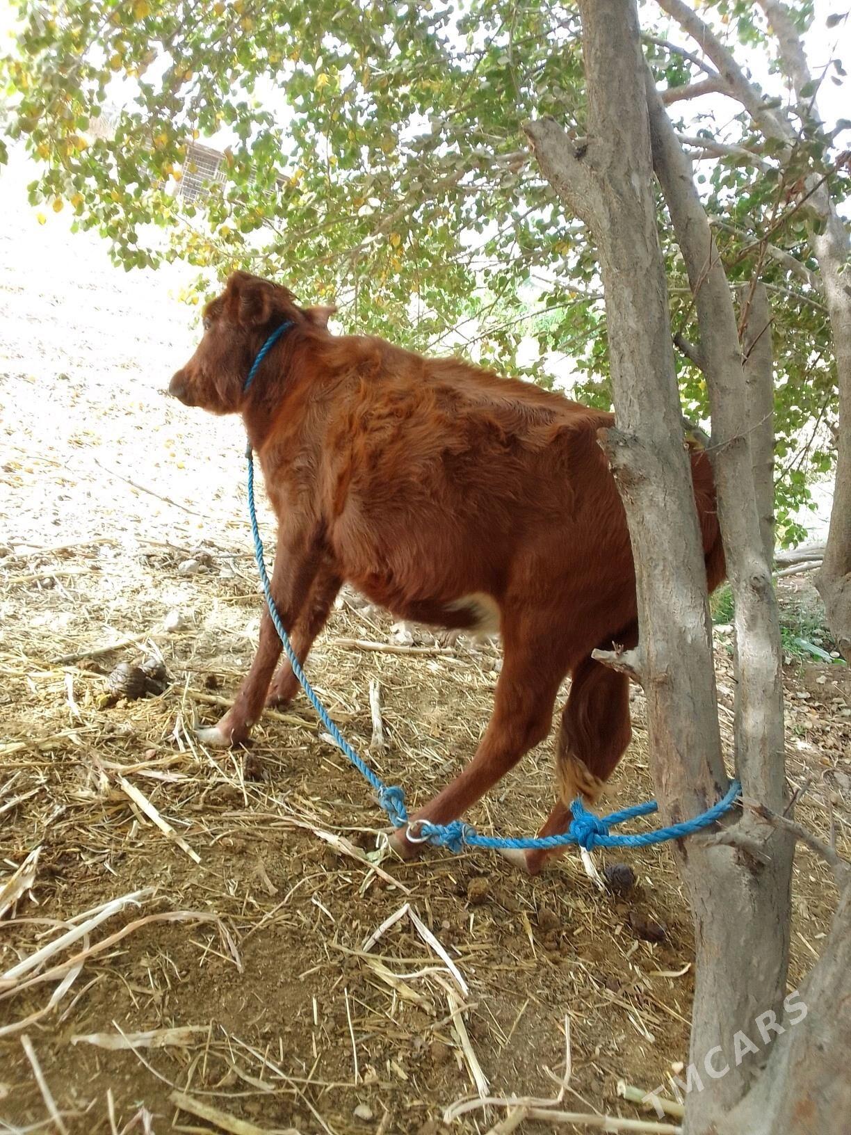 gulyjyn - Керки - img 4