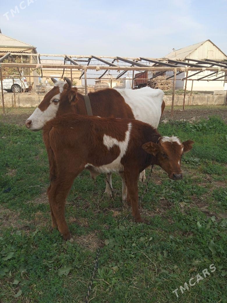 Uly göleli Sygyr - Baýramaly - img 1