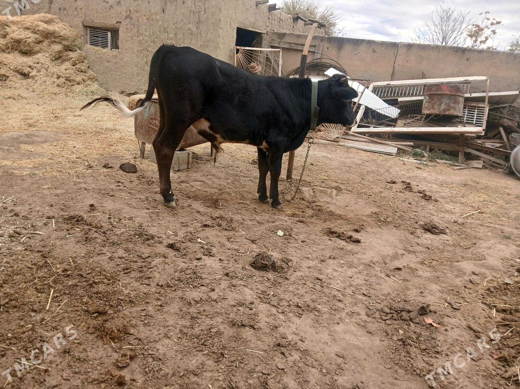 tohum öküzler - Бахарден - img 2