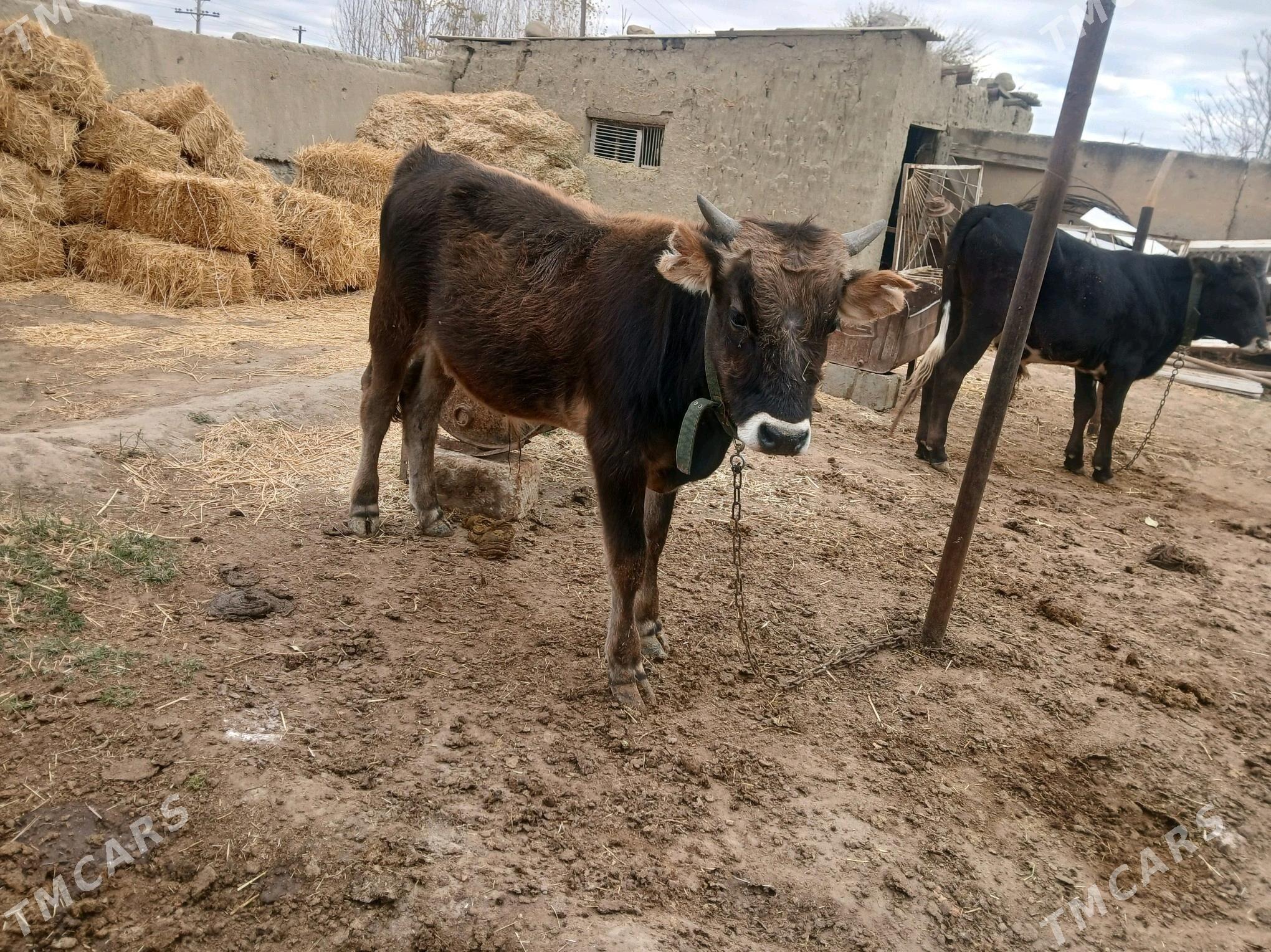 tohum öküzler - Бахарден - img 3