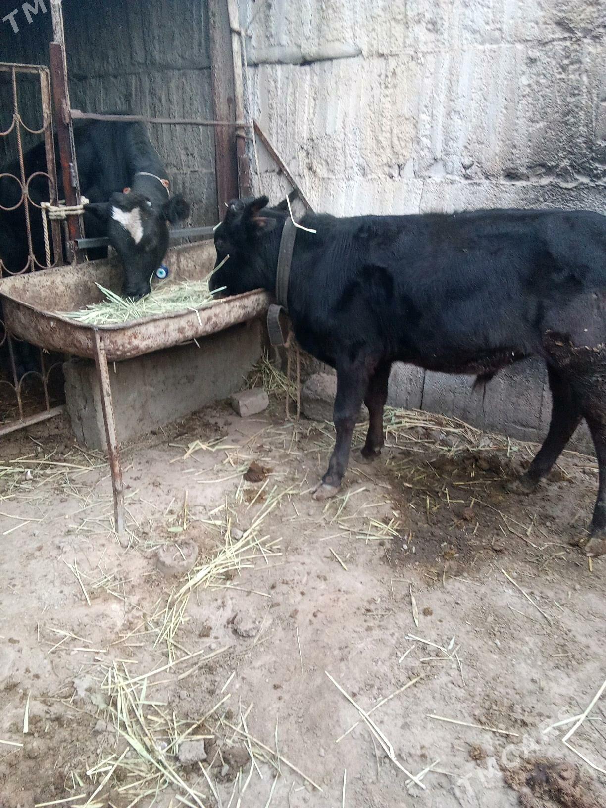 4 öküz - Бузмеин - img 2