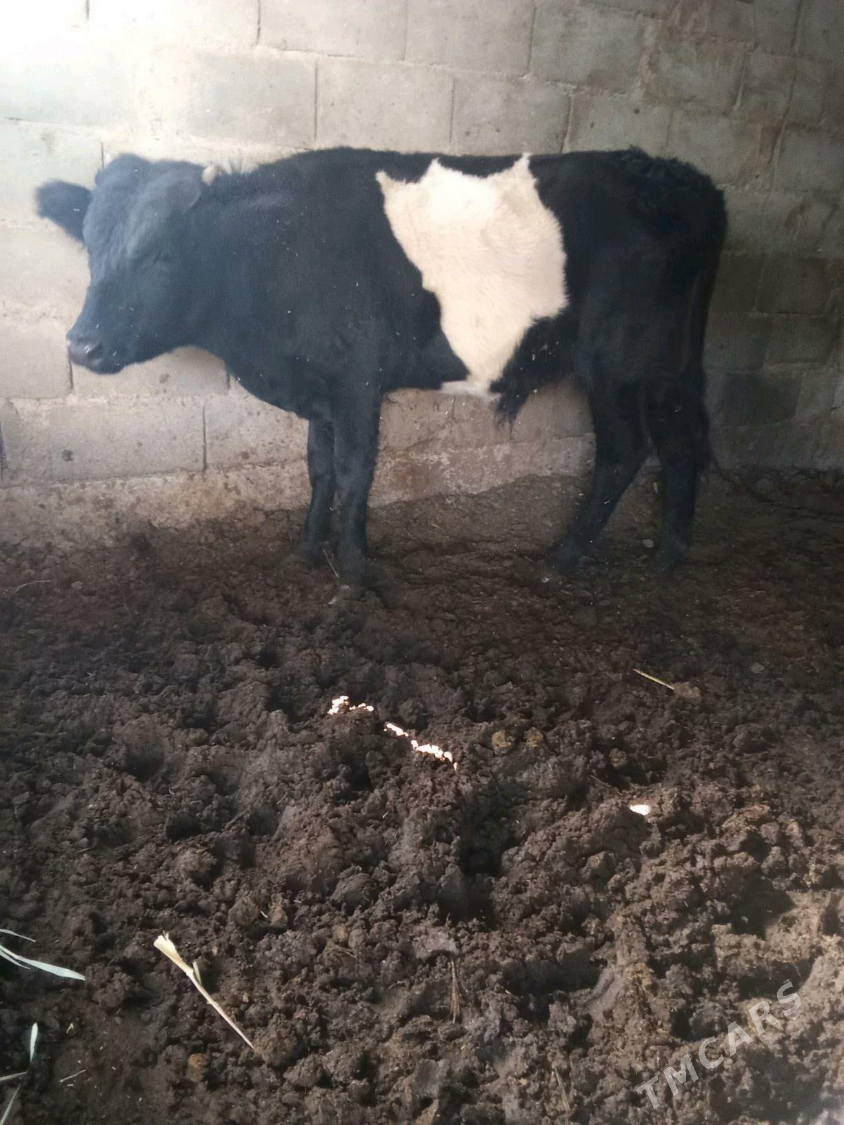 4 öküz - Бузмеин - img 4