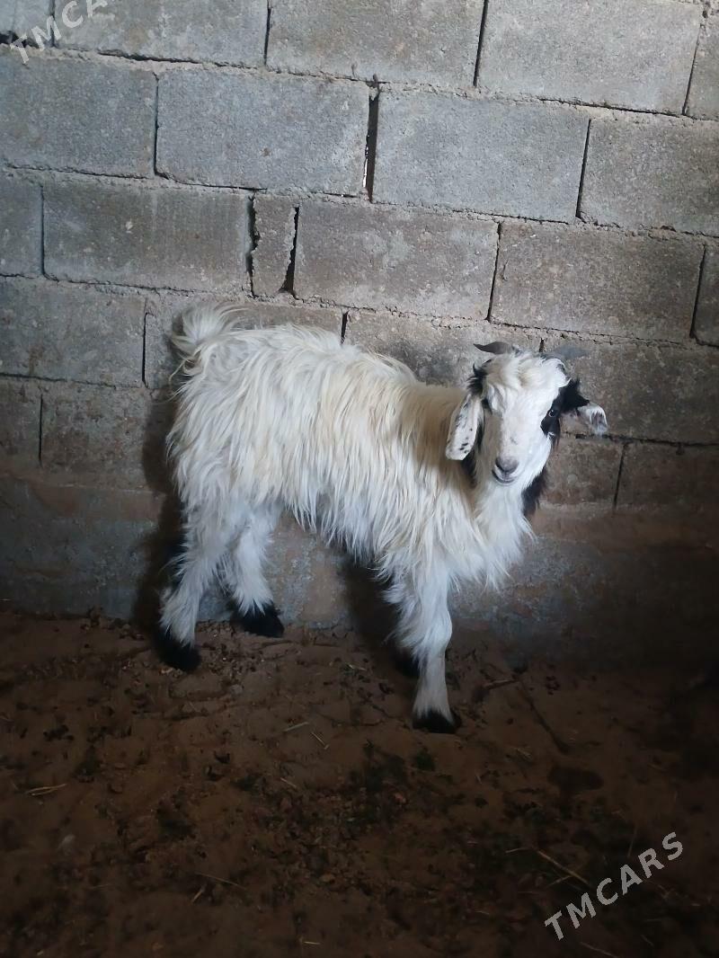 Geci - Кипджак - img 2