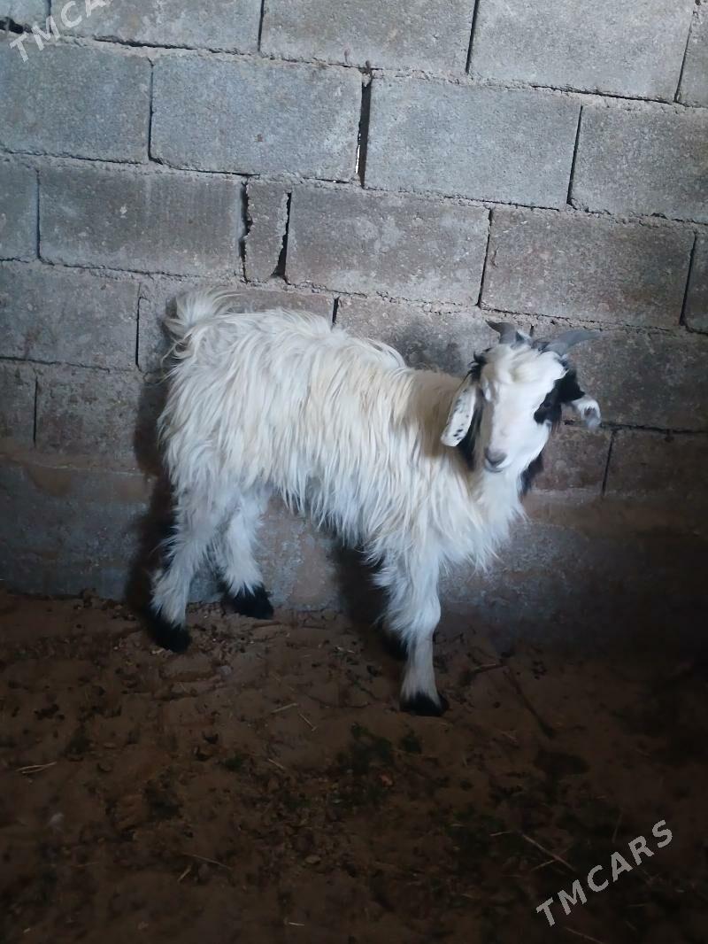 Geci - Кипджак - img 4