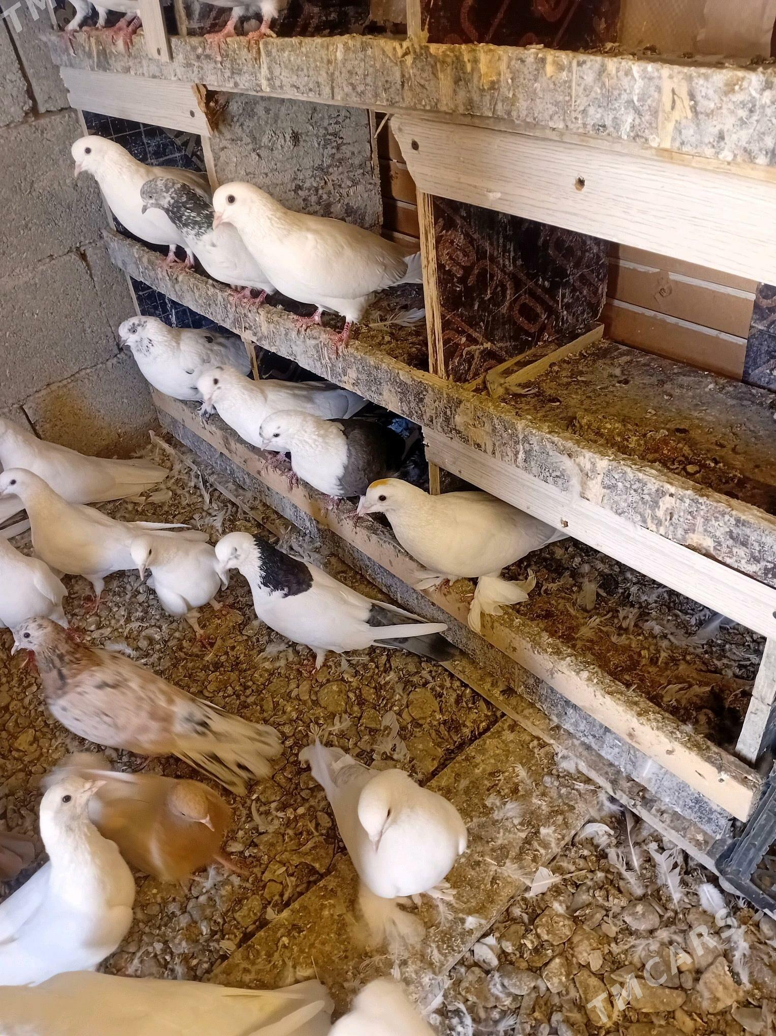 kepderi - Гёкдепе - img 3