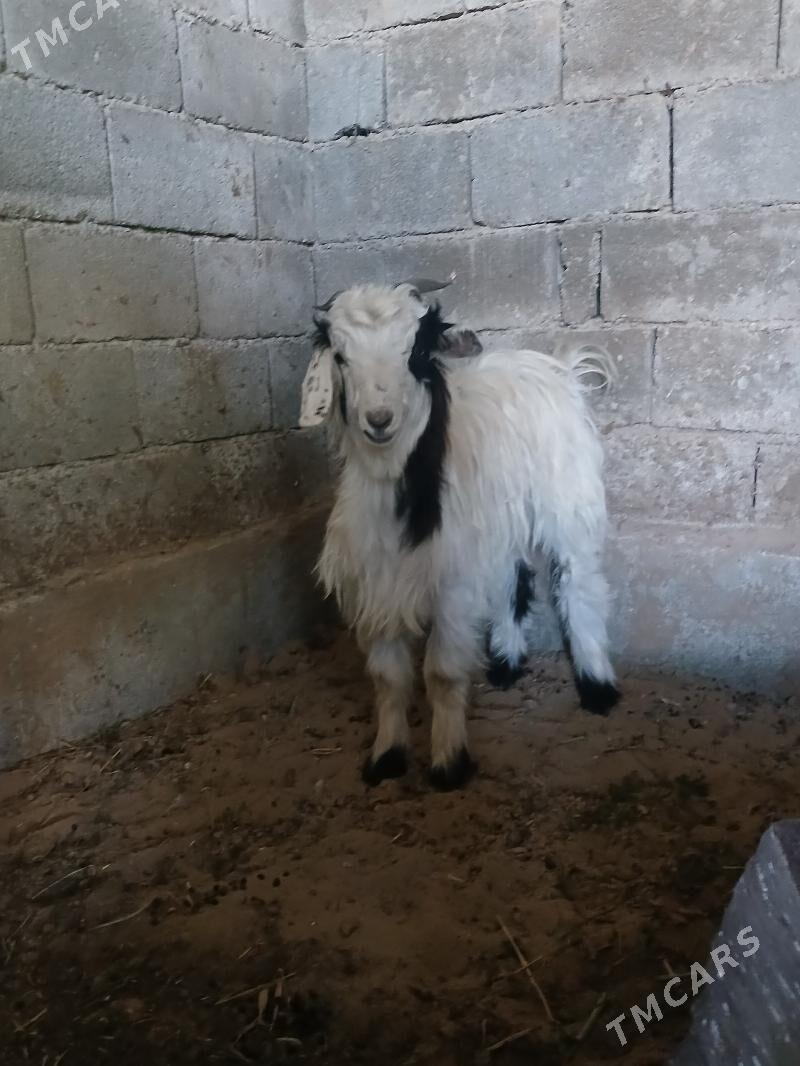 Geci - Кипджак - img 3