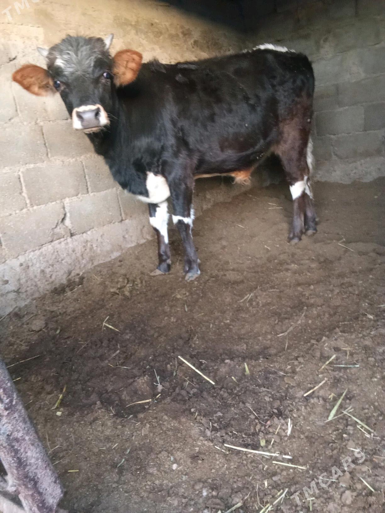 4 öküz - Бузмеин - img 3