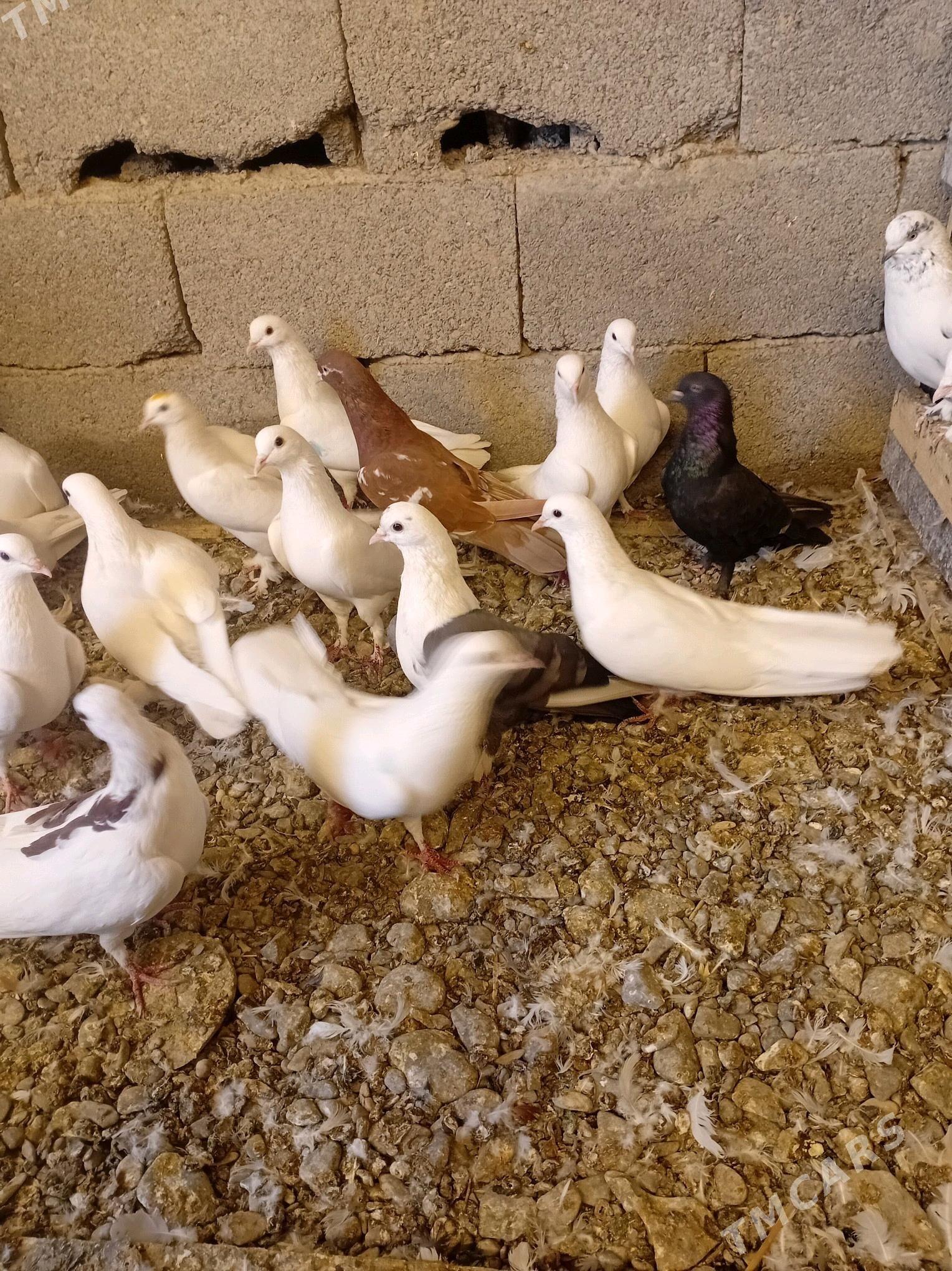 kepderi - Гёкдепе - img 2