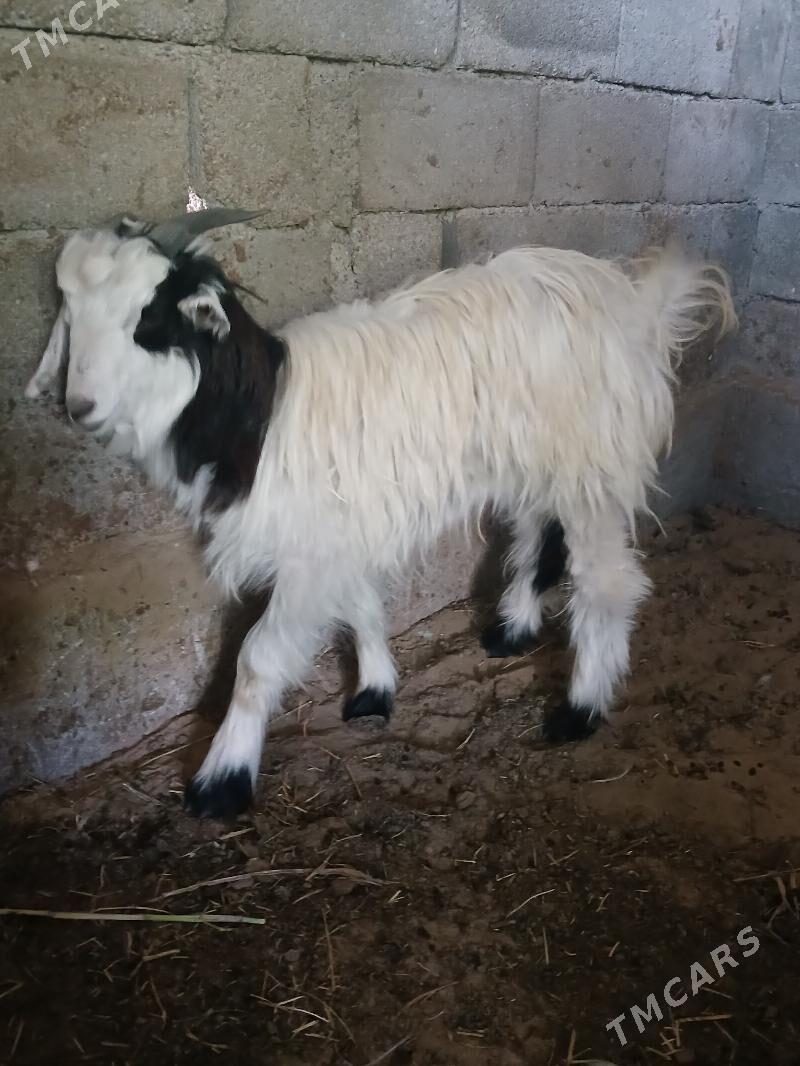 Geci - Кипджак - img 5