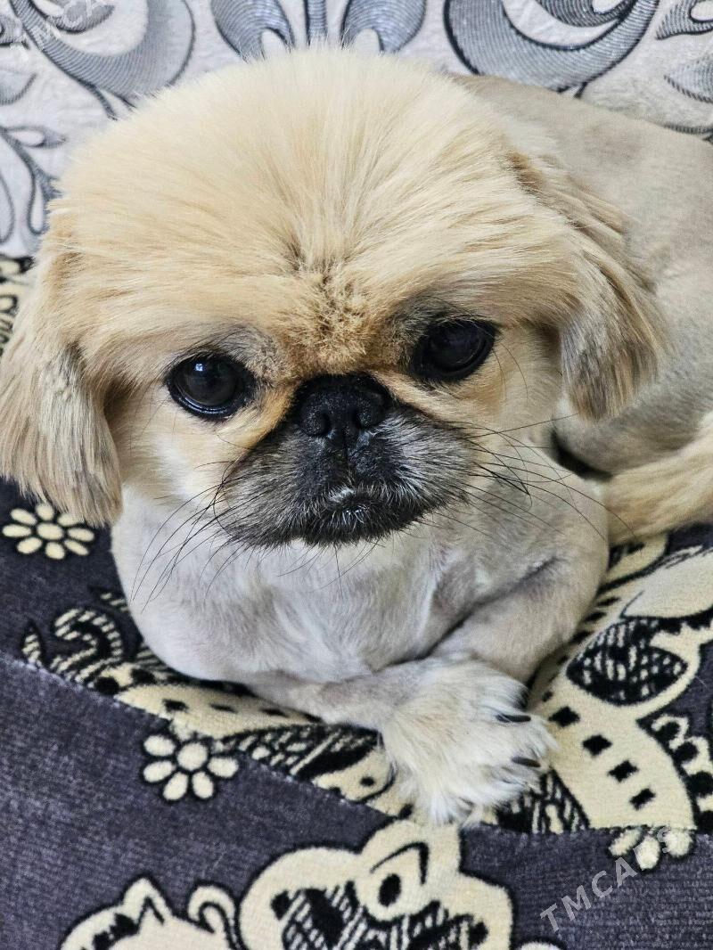 домашние животные собаки - Мары - img 1